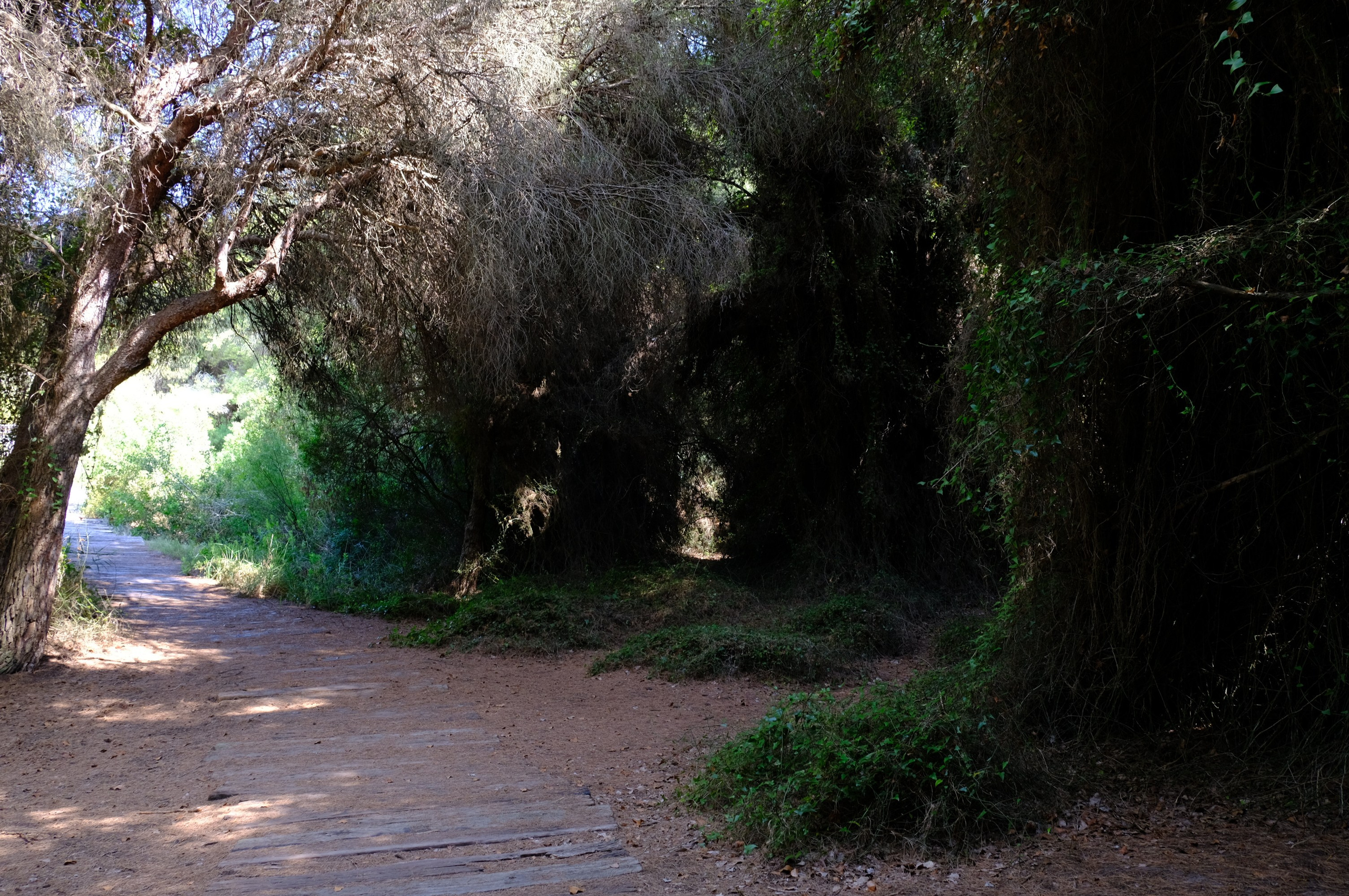 Парк Альбуфера в Валенсии (Испания). Гид и фотограф в Валенсии Новиков Михаил