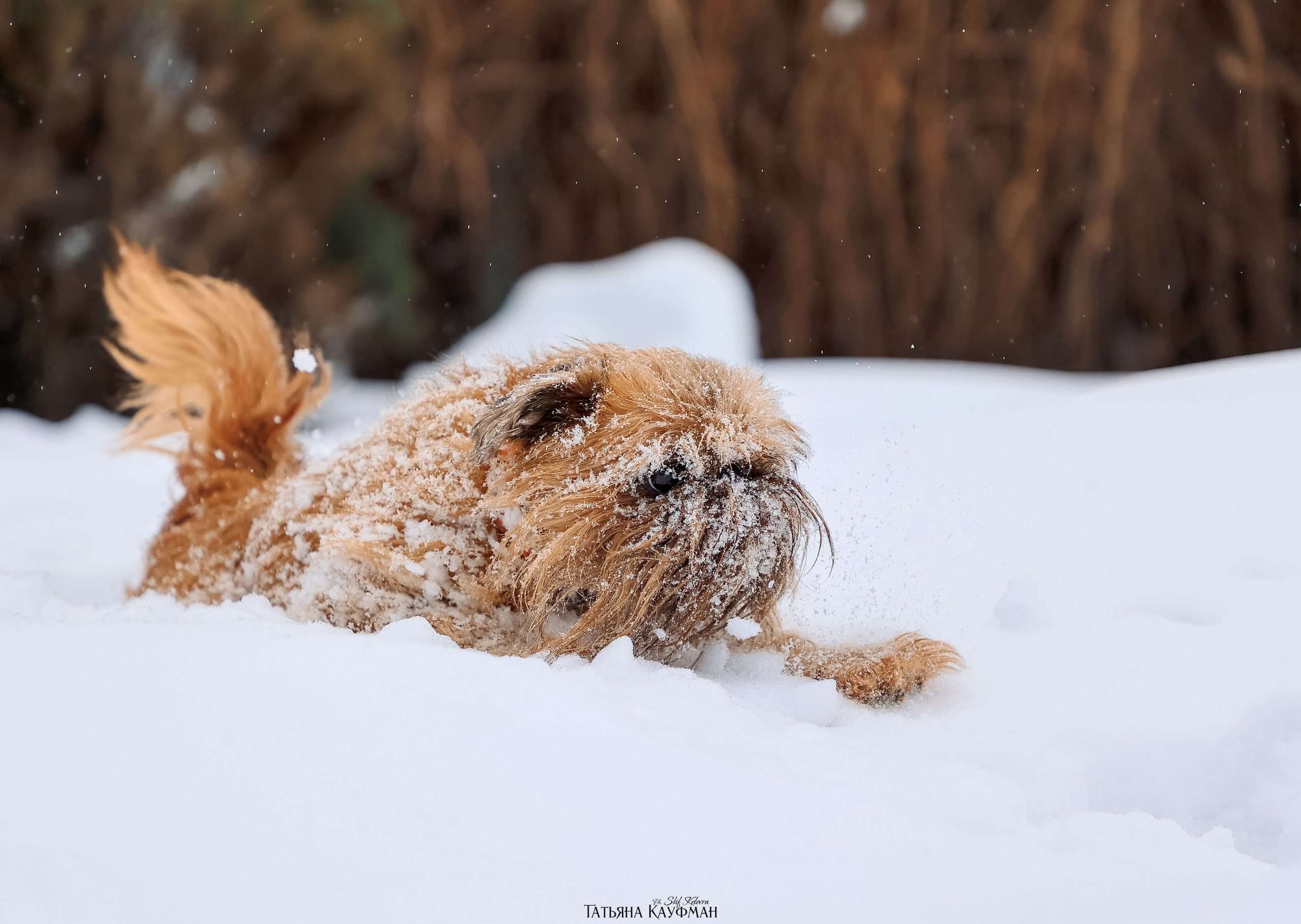 Брюссельский гриффон, фотография гриффон, красивая собака, фотограф анималист, фотокурс Анималистика, научиться фотографировать собак, фотограф Новосибирск