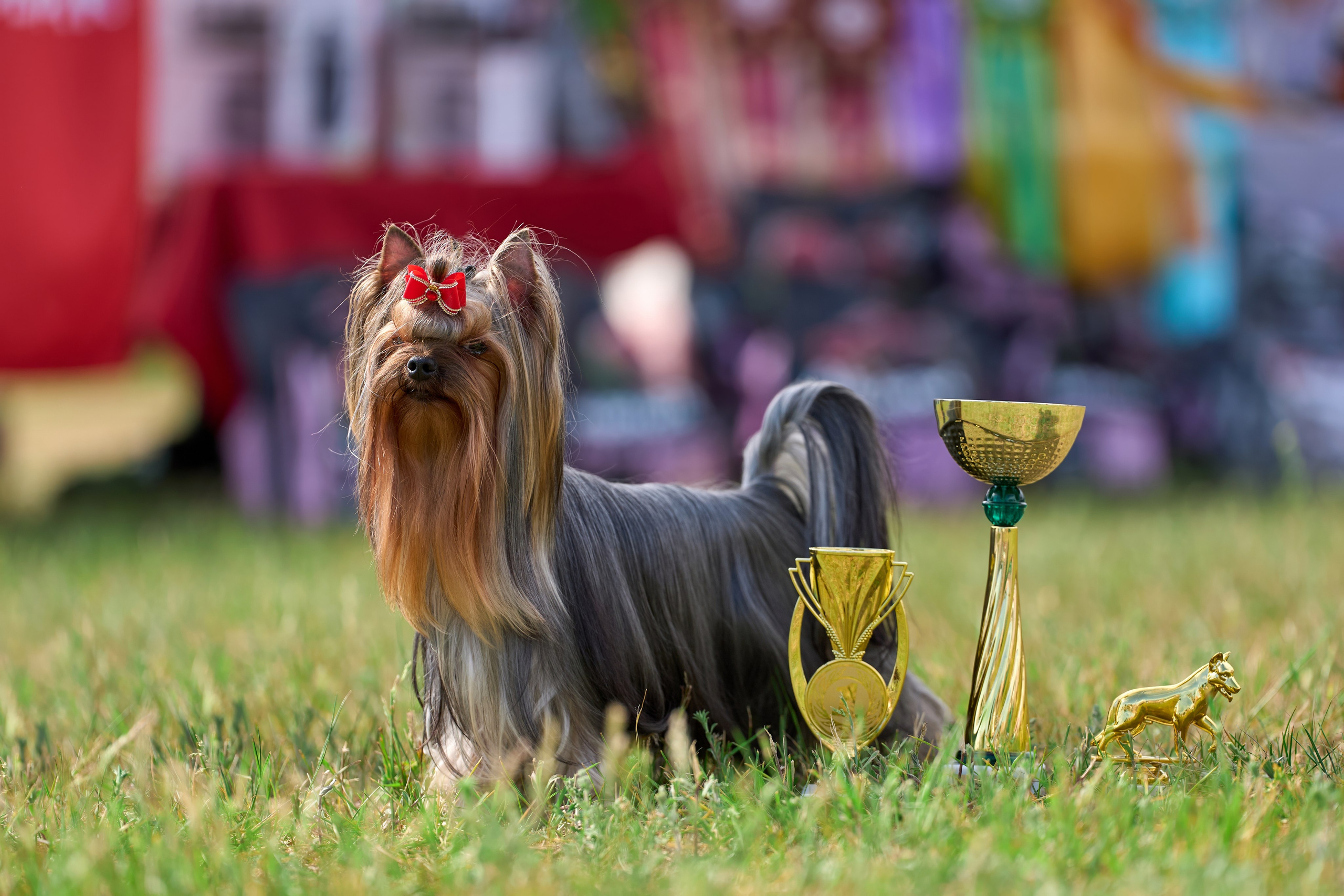 Выставка «ИЗ СОЗВЕЗДИЯ БОЛЬШОГО ПСА 2024». Фотограф-анималист Михаил Манухин