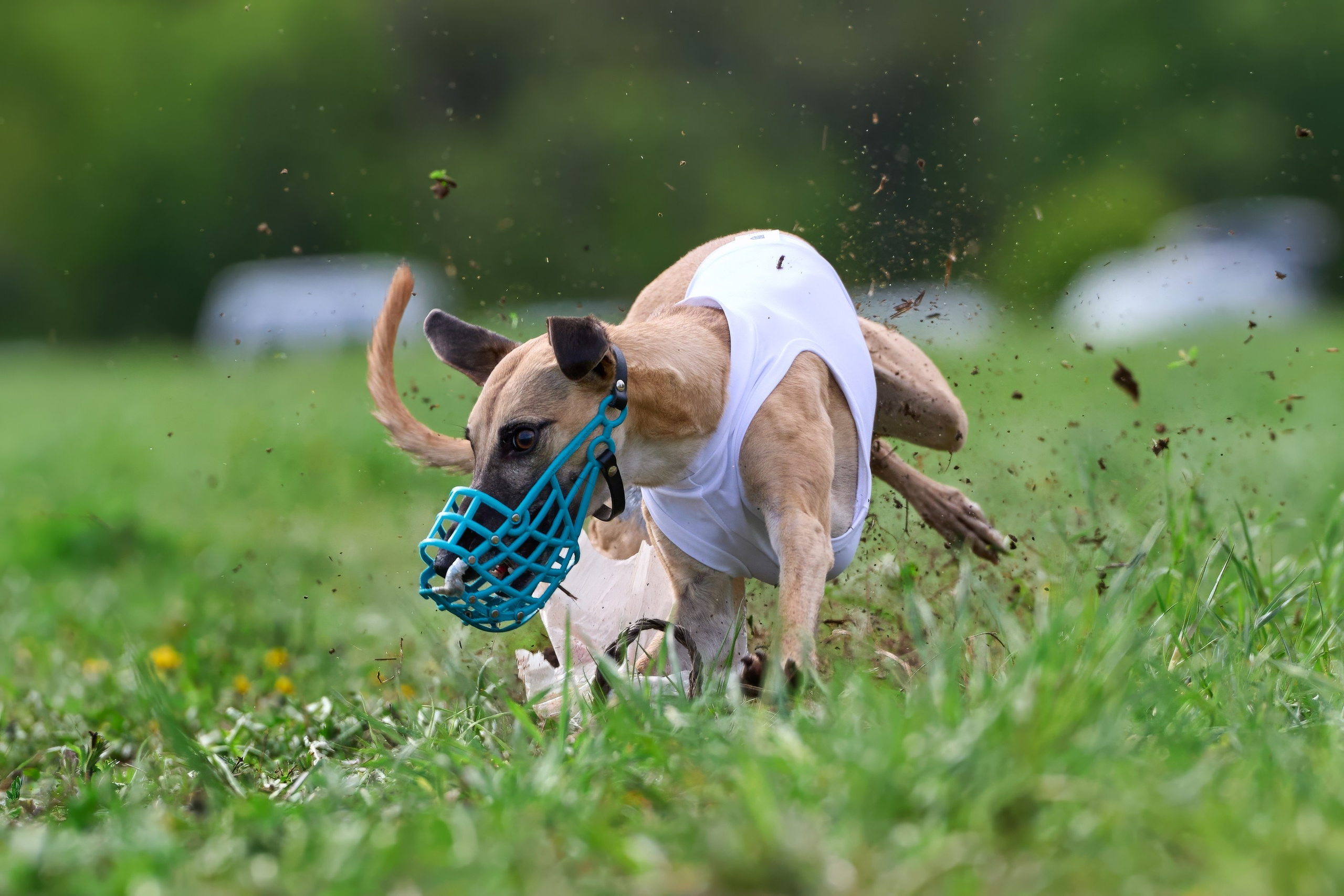 ПЧРКФ по курсингу. Фотограф-анималист Михаил Манухин