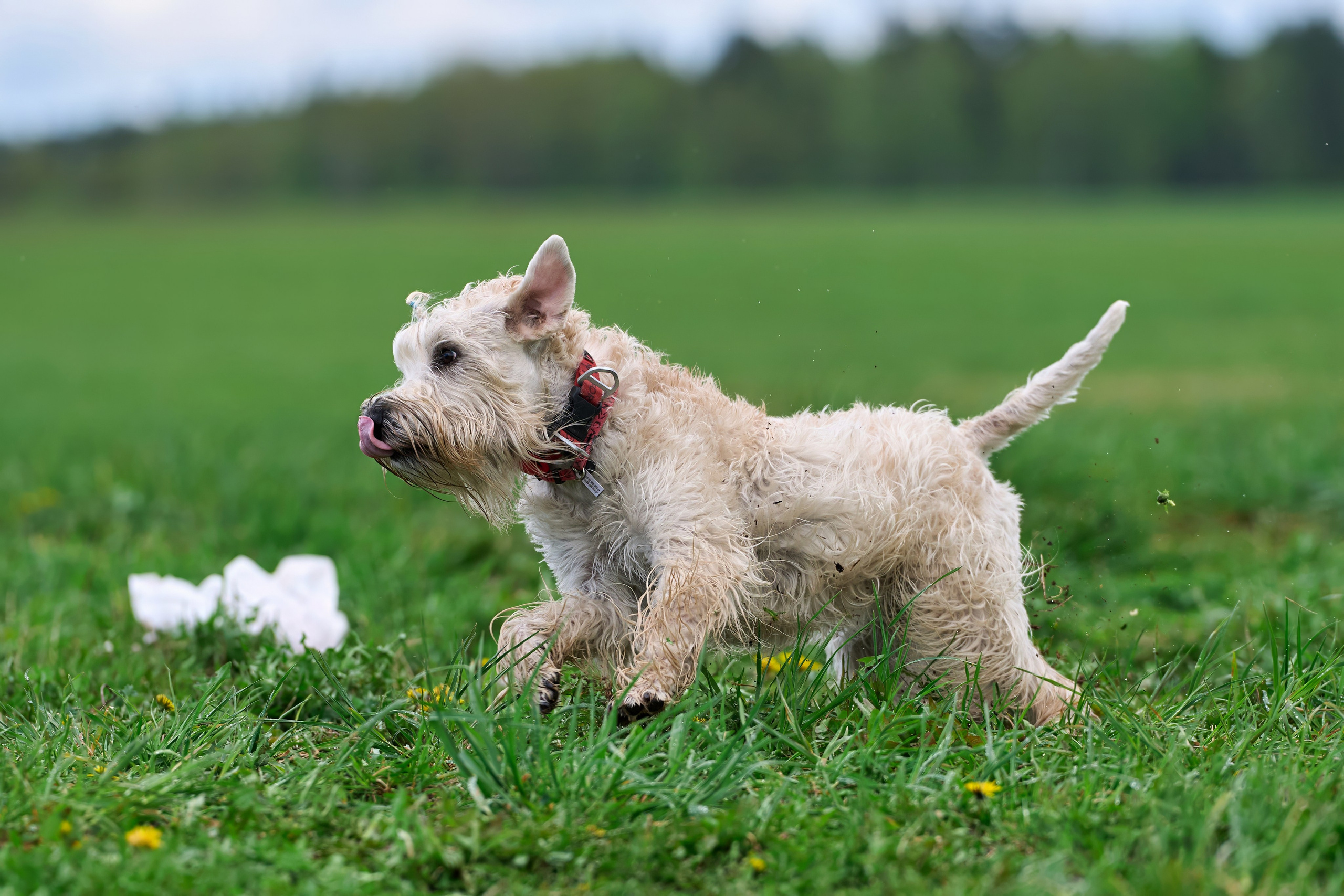 Тренировка по курсингу «на Ярославке». Фотограф-анималист Михаил Манухин
