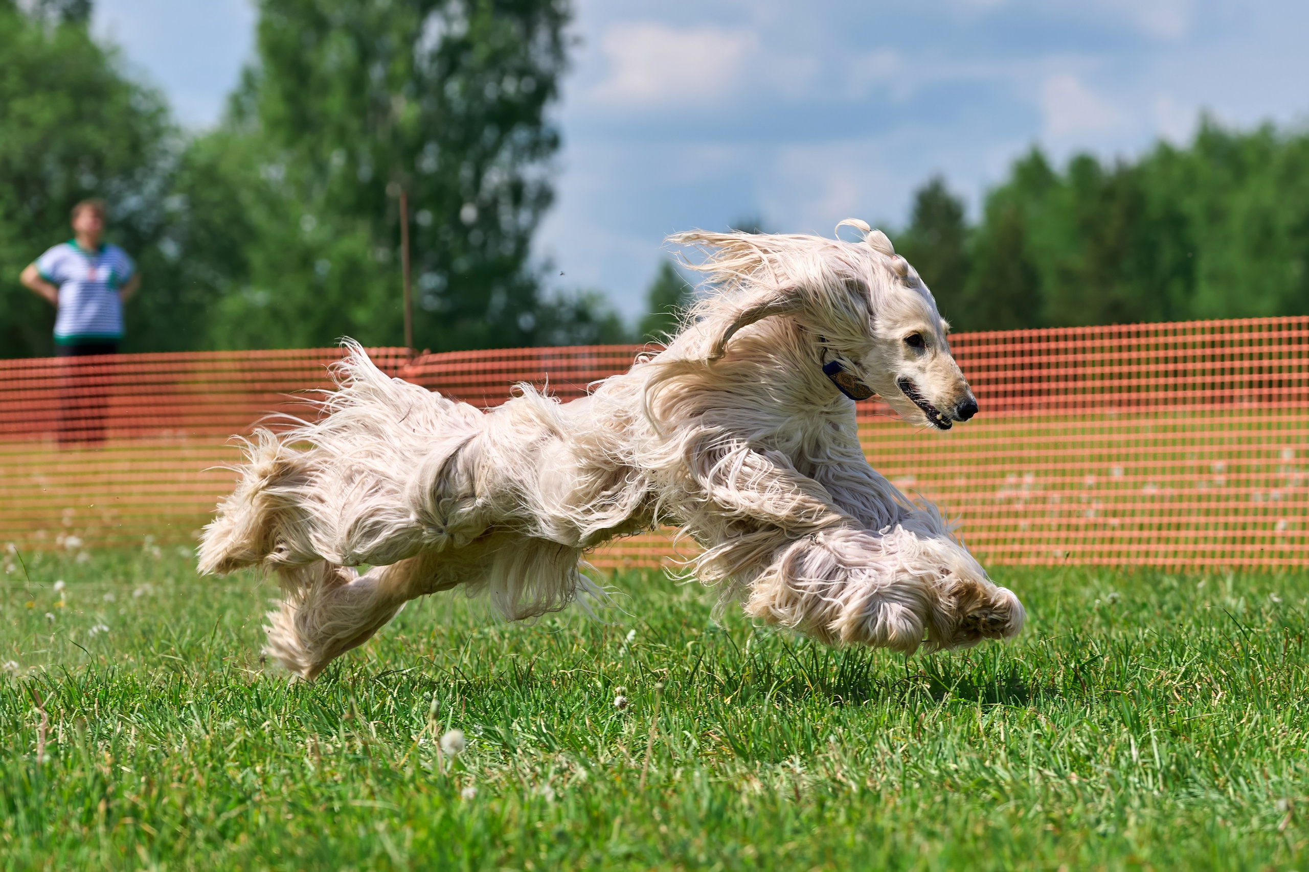 Квалификация по рейсингу. РАЛББ и Курсинг на Ярославке. Фотограф-анималист Михаил Манухин