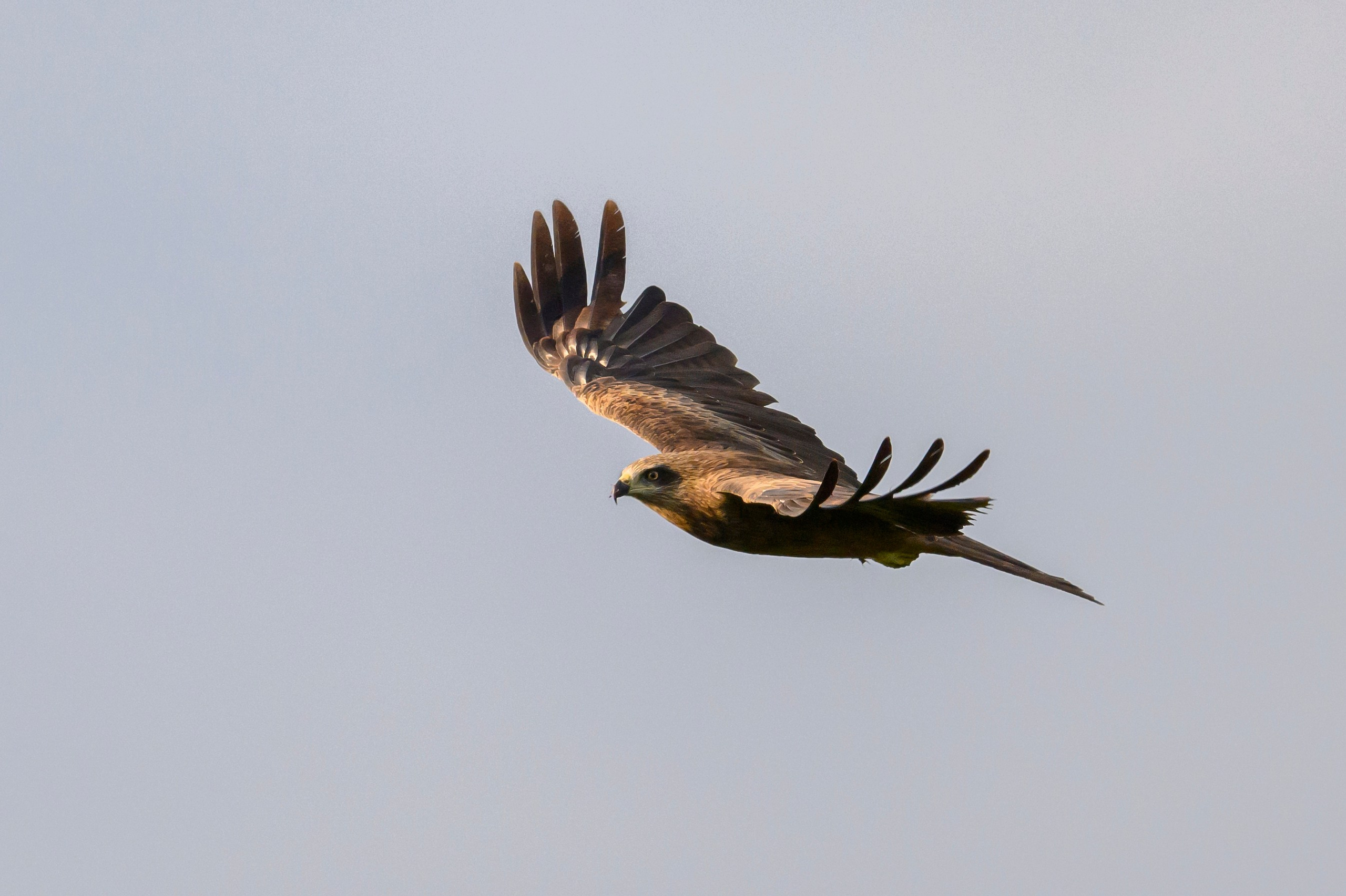 Лунь и коршуны. Harrier and Kites. Wildlife photography by Sergey Puponin