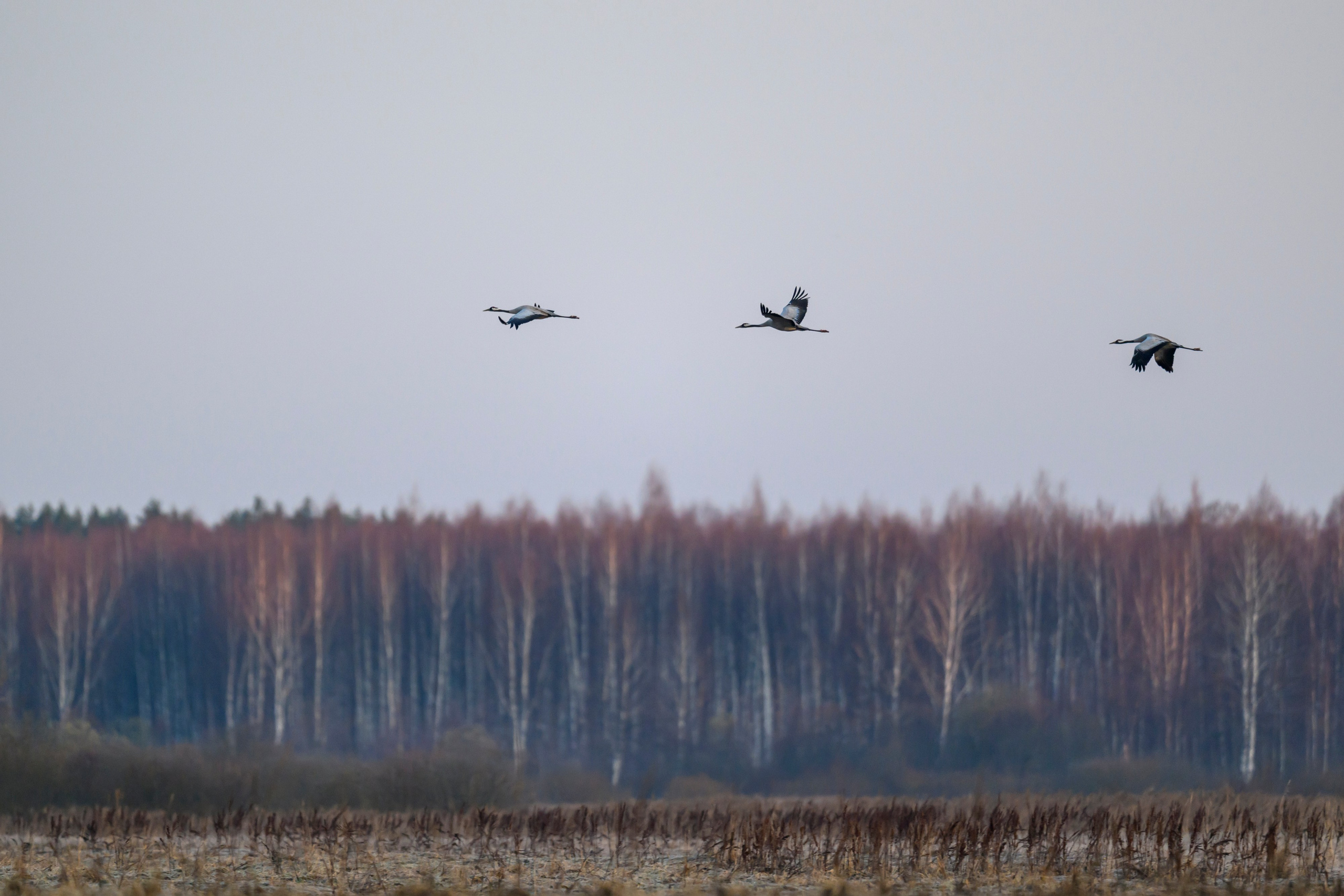 Журавли и ондатра. Wildlife photography by Sergey Puponin