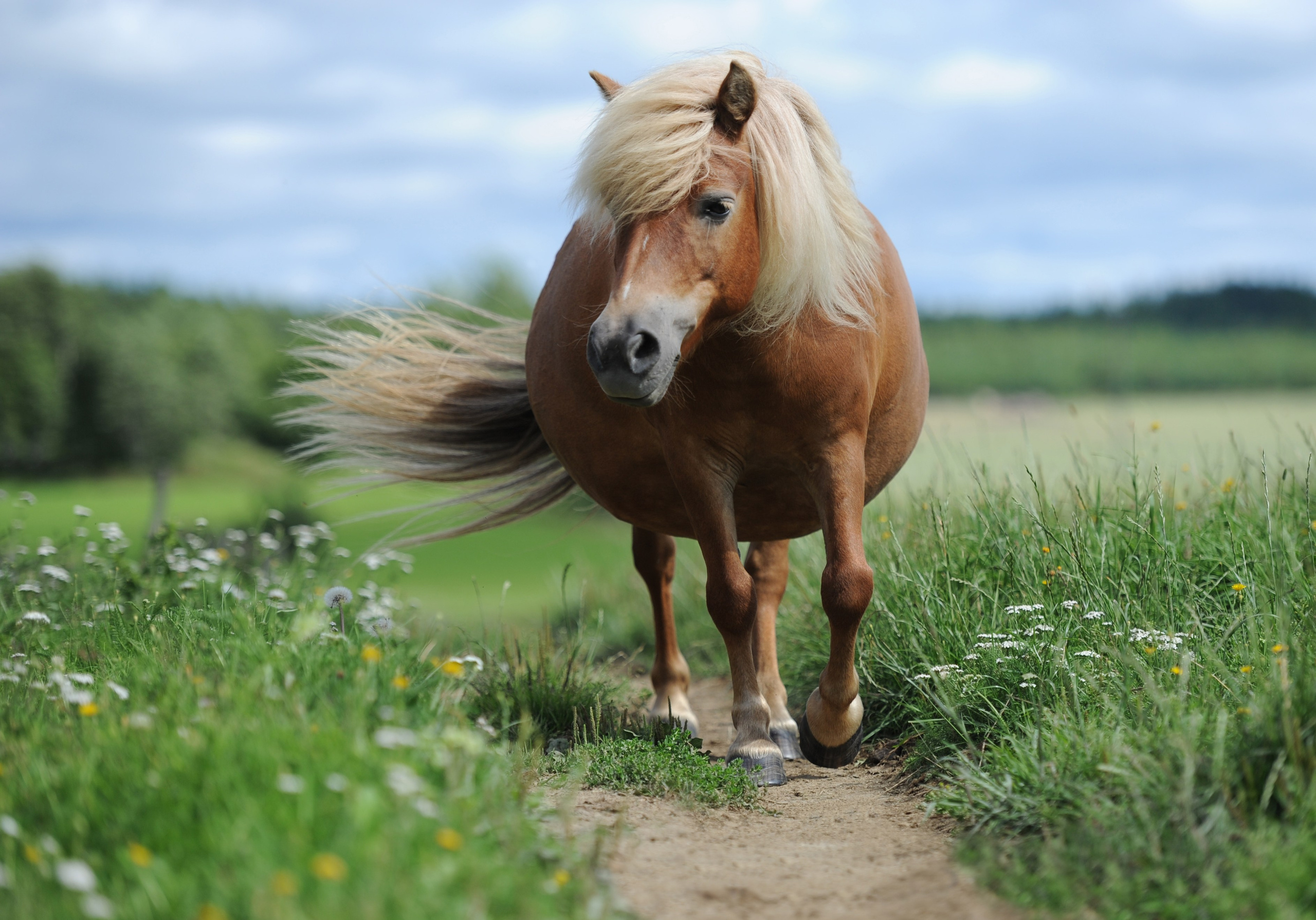 Лошади. Лана Петрова, фотограф
