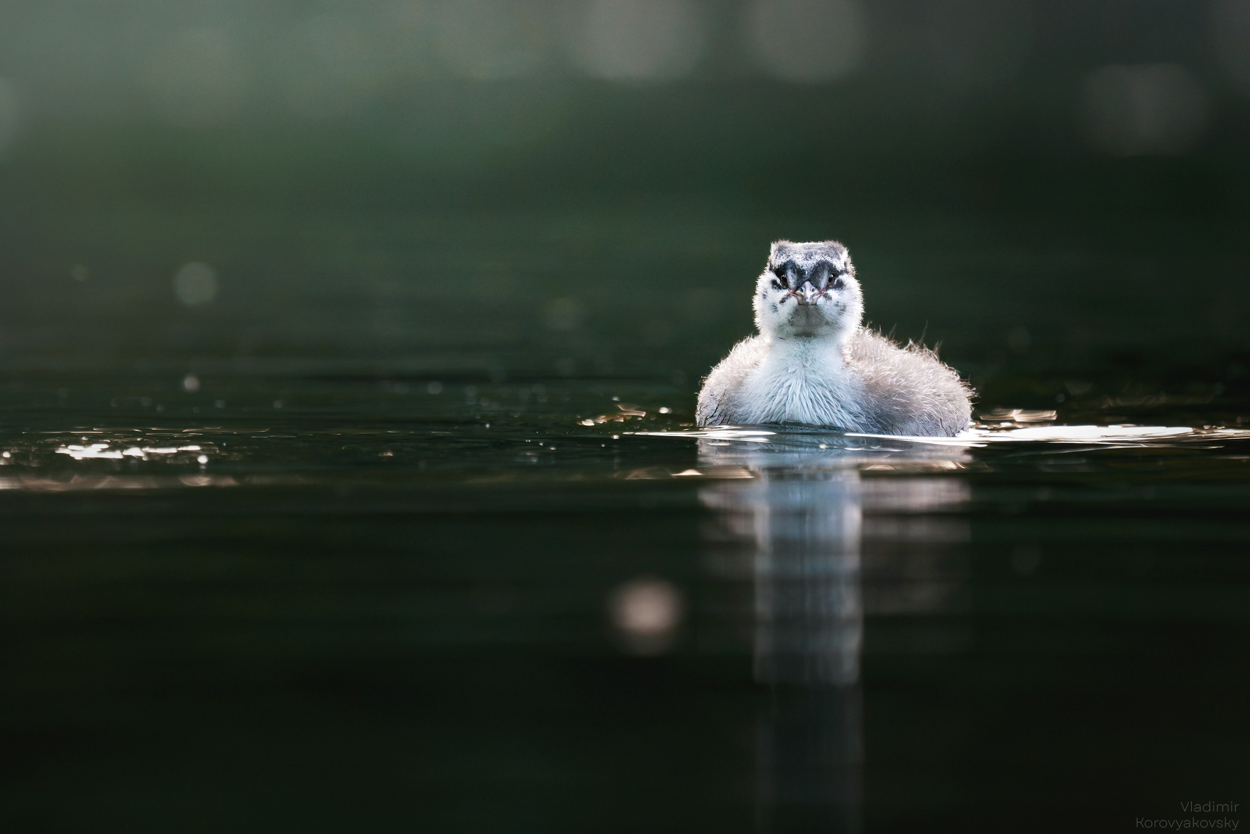 Животные. Фотограф Владимир Коровяковский