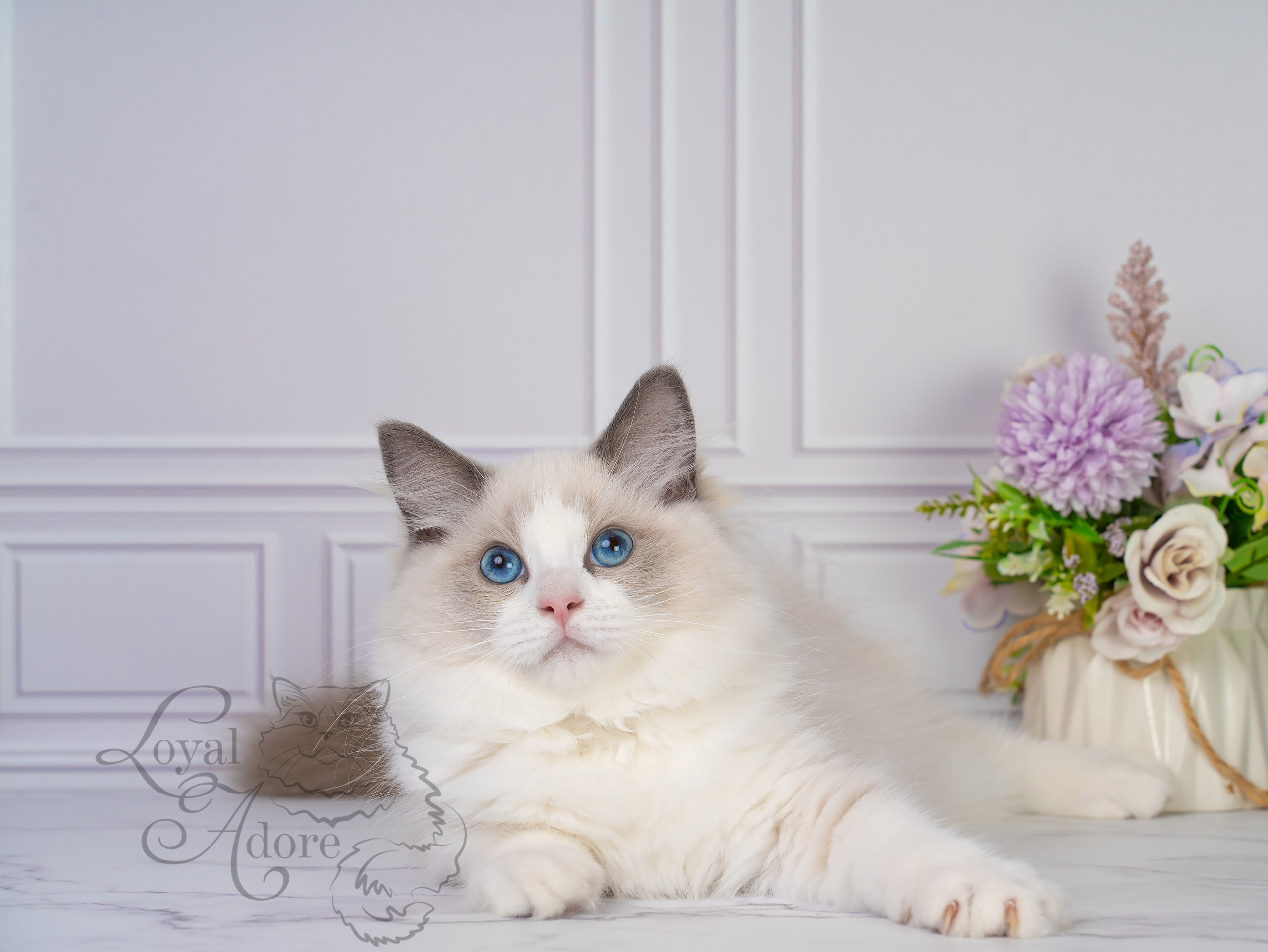 Котята рэгдолл от Loyal Adore. Питомник рэгдолл Loyal Adore