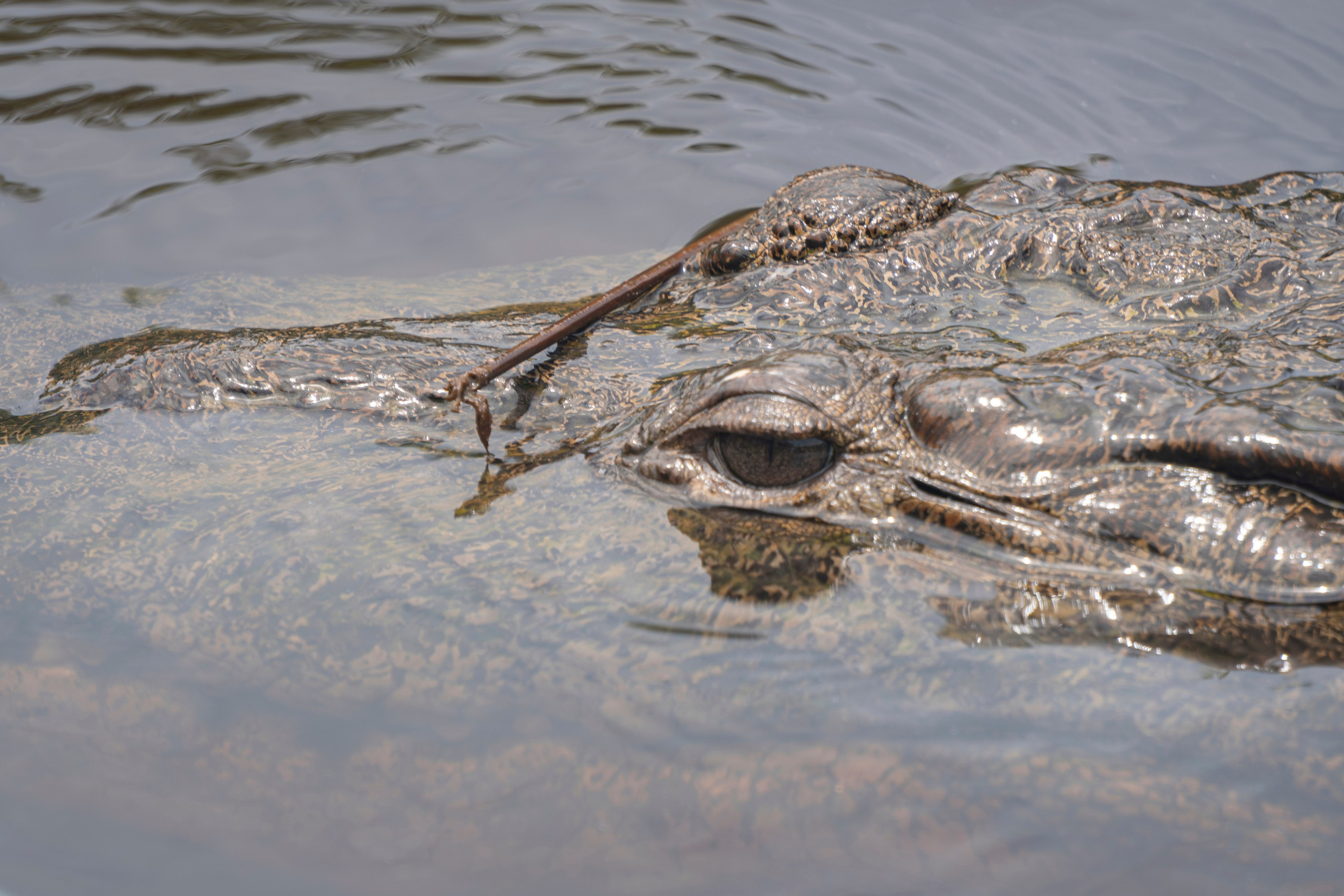 Crocos’ Paradise. CDMX Photography | Alex Klenin| Portrait & Event Photographer