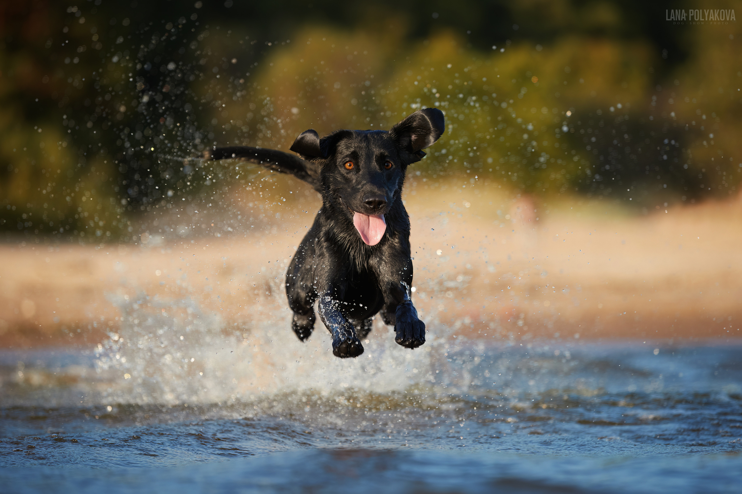 Лабрадор рабочего разведения