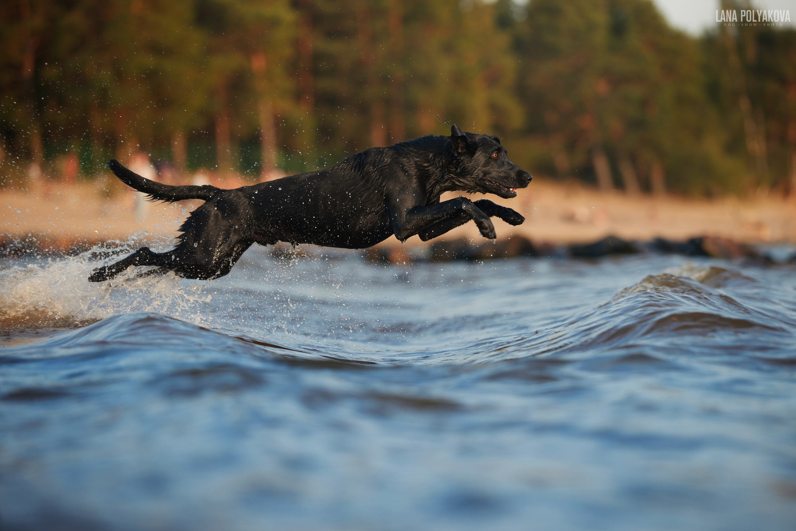 Лабрадор рабочего разведения