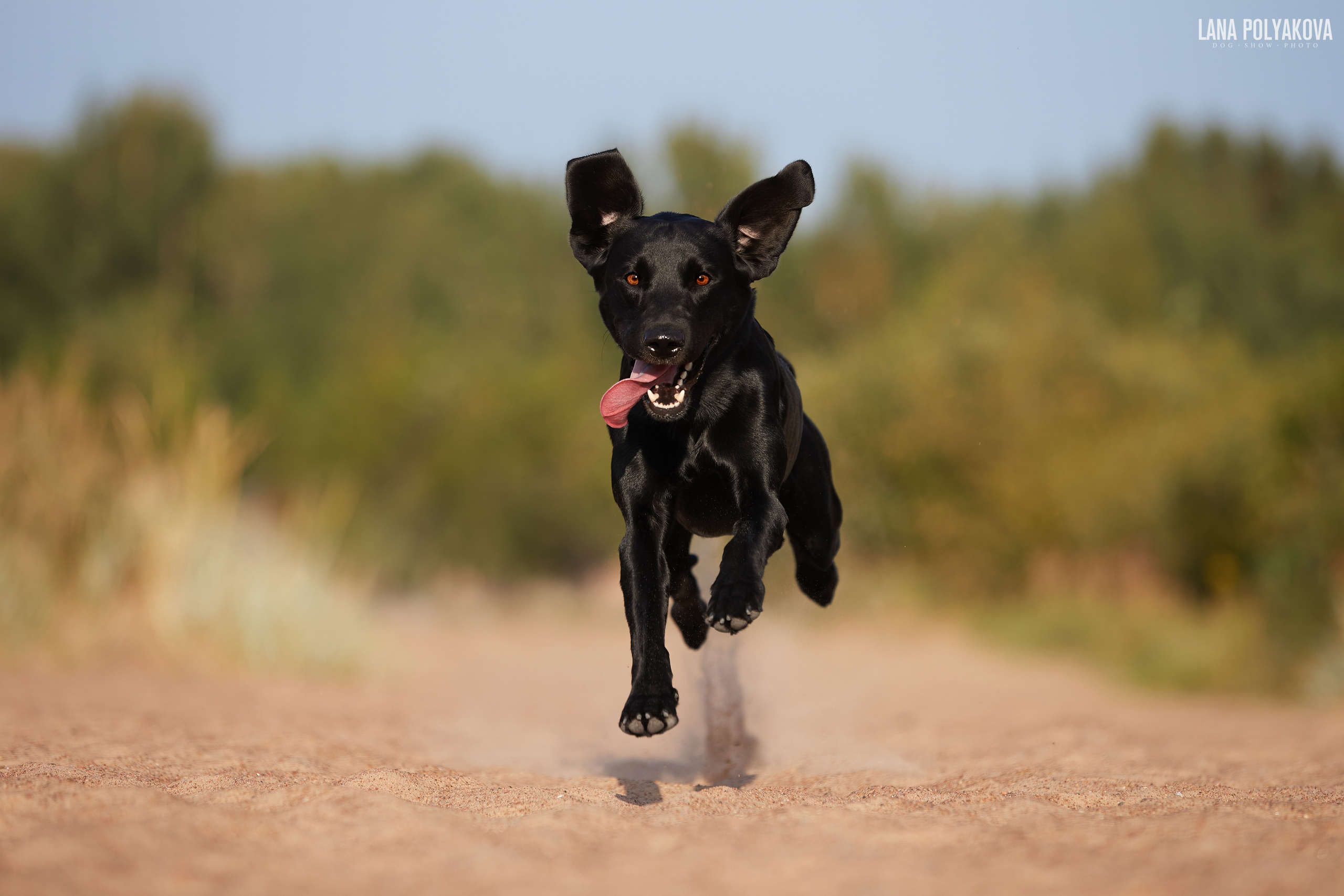 Лабрадор рабочего разведения