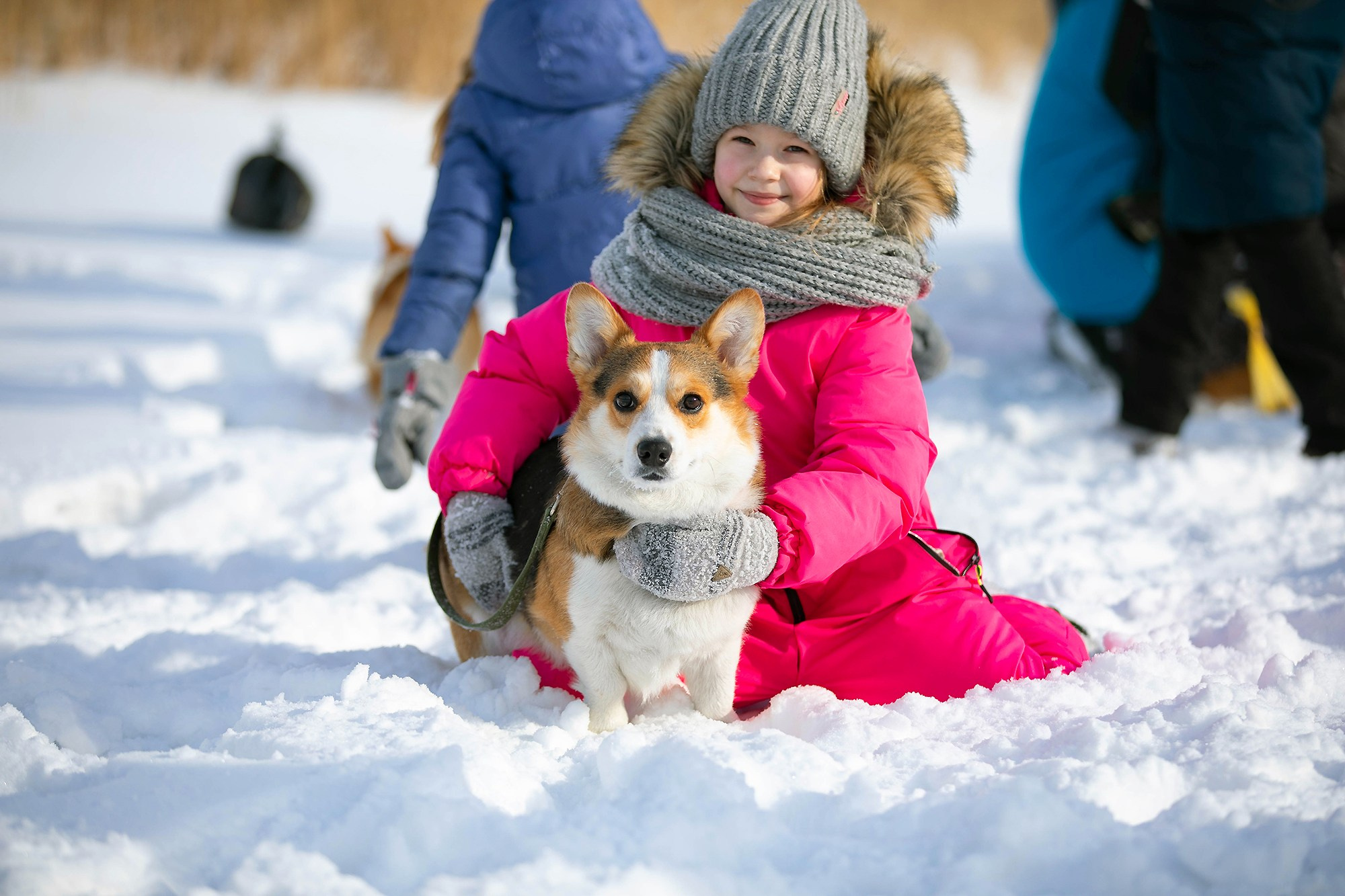 Корги-туса. Фотограф-анималист в Омске Екатерина Маричева