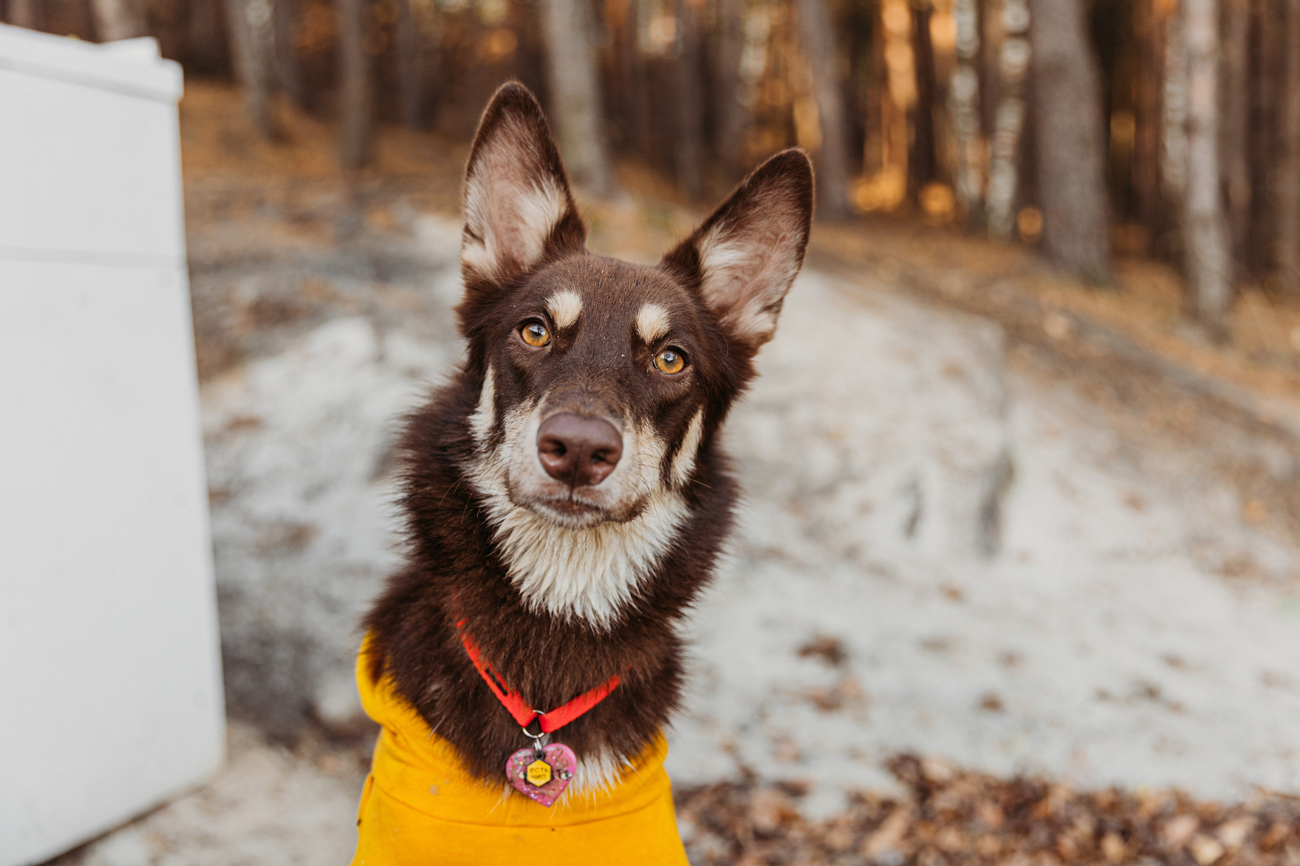 Фотограф-анималист в Москве Соломонова Варвара