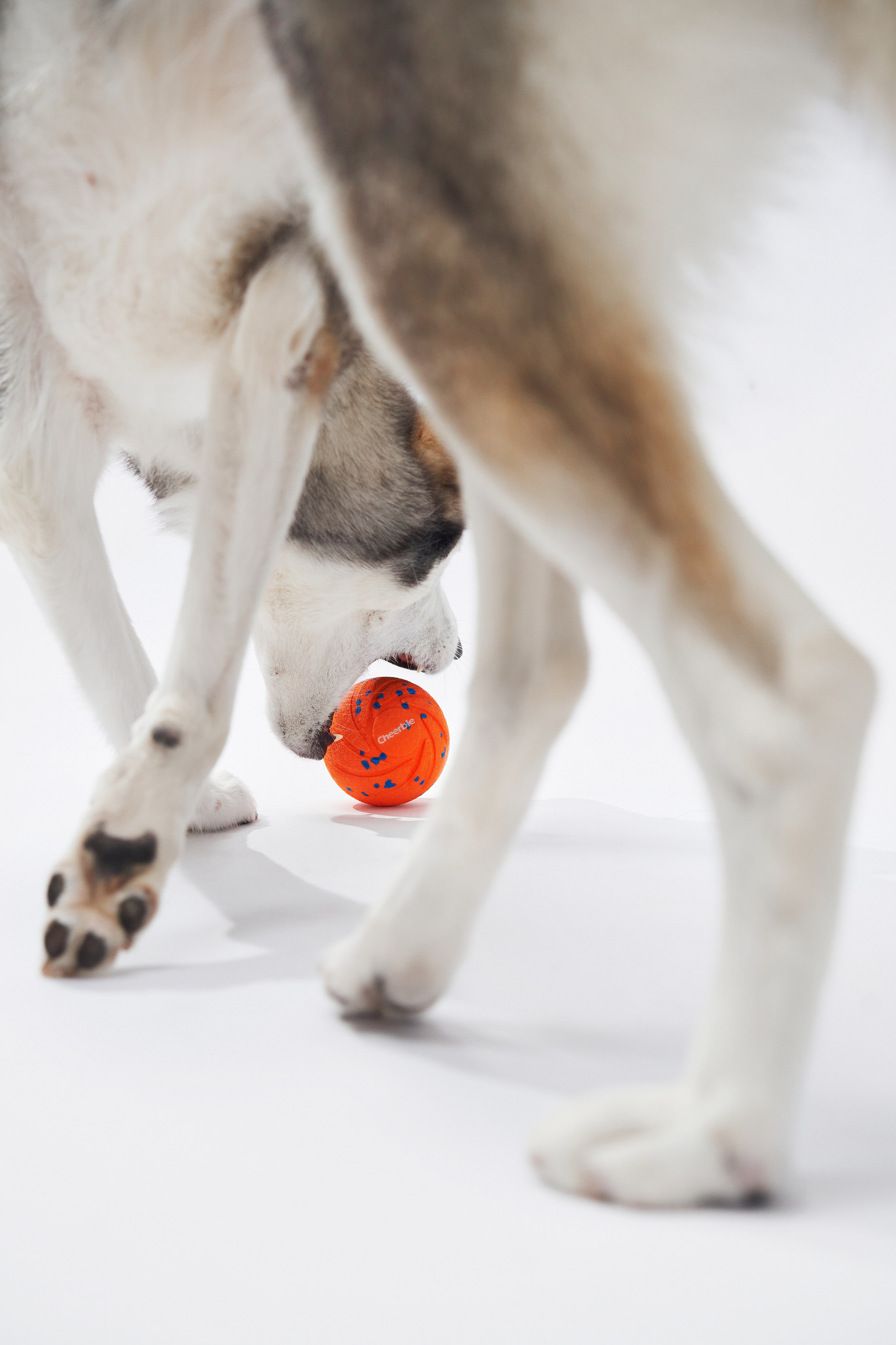Pet Advertising Photography | Commercial Shoots with Dogs & Cats. Dog photographer Averianova Anna — Art photography of dogs