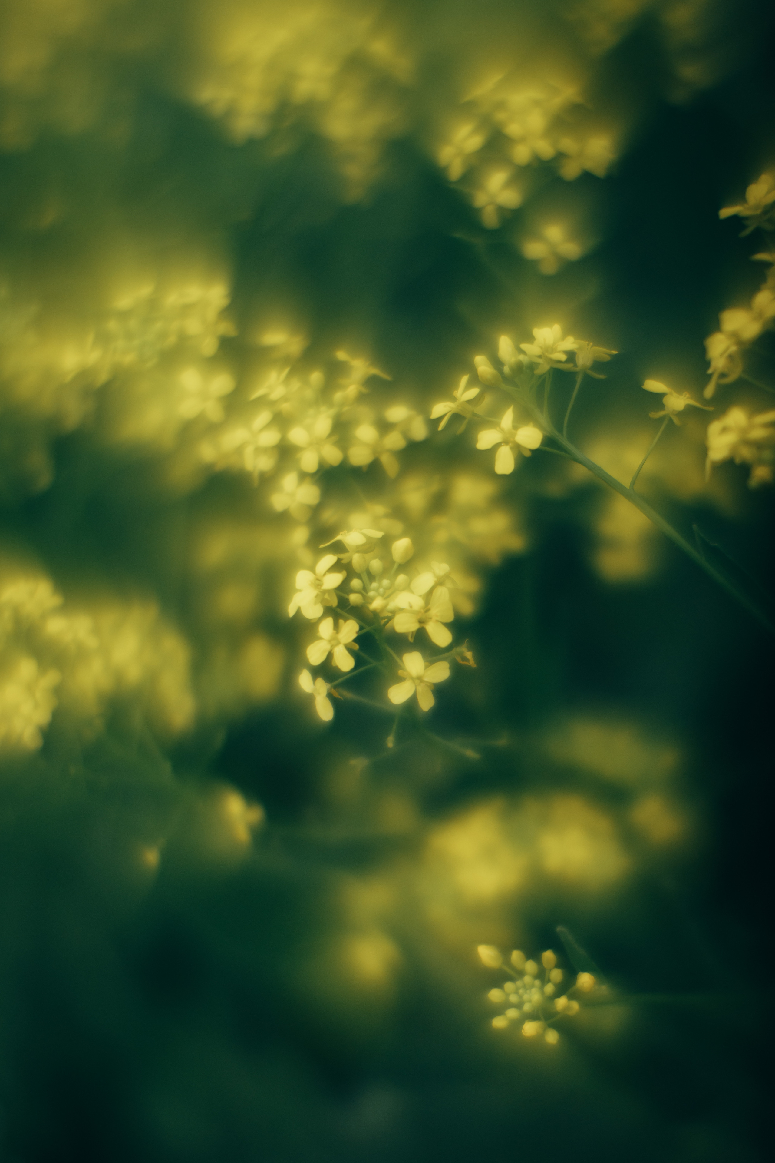 Краски лета. Семейный и детский фотограф в г. Новосибирске Макеева Анастасия