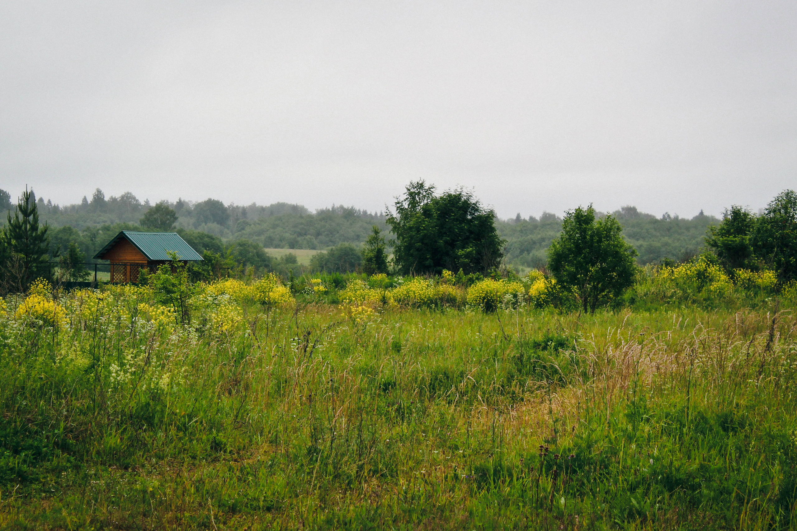 Дер. Климово, пос. Мирный. Фотограф Ксения Монахова