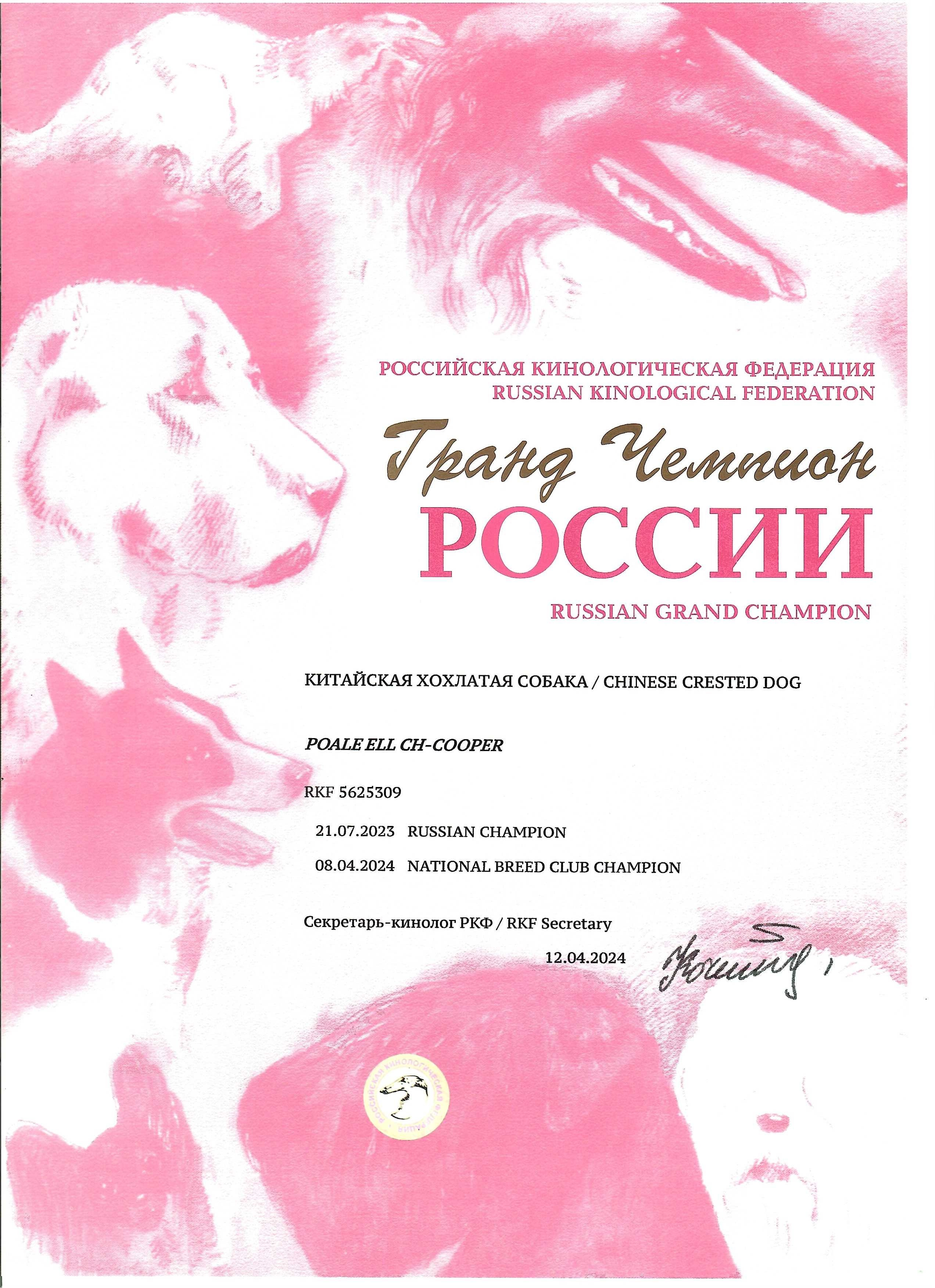 Poale Ell Cooper. Chinese Crested Dog Kennel Poale Ell