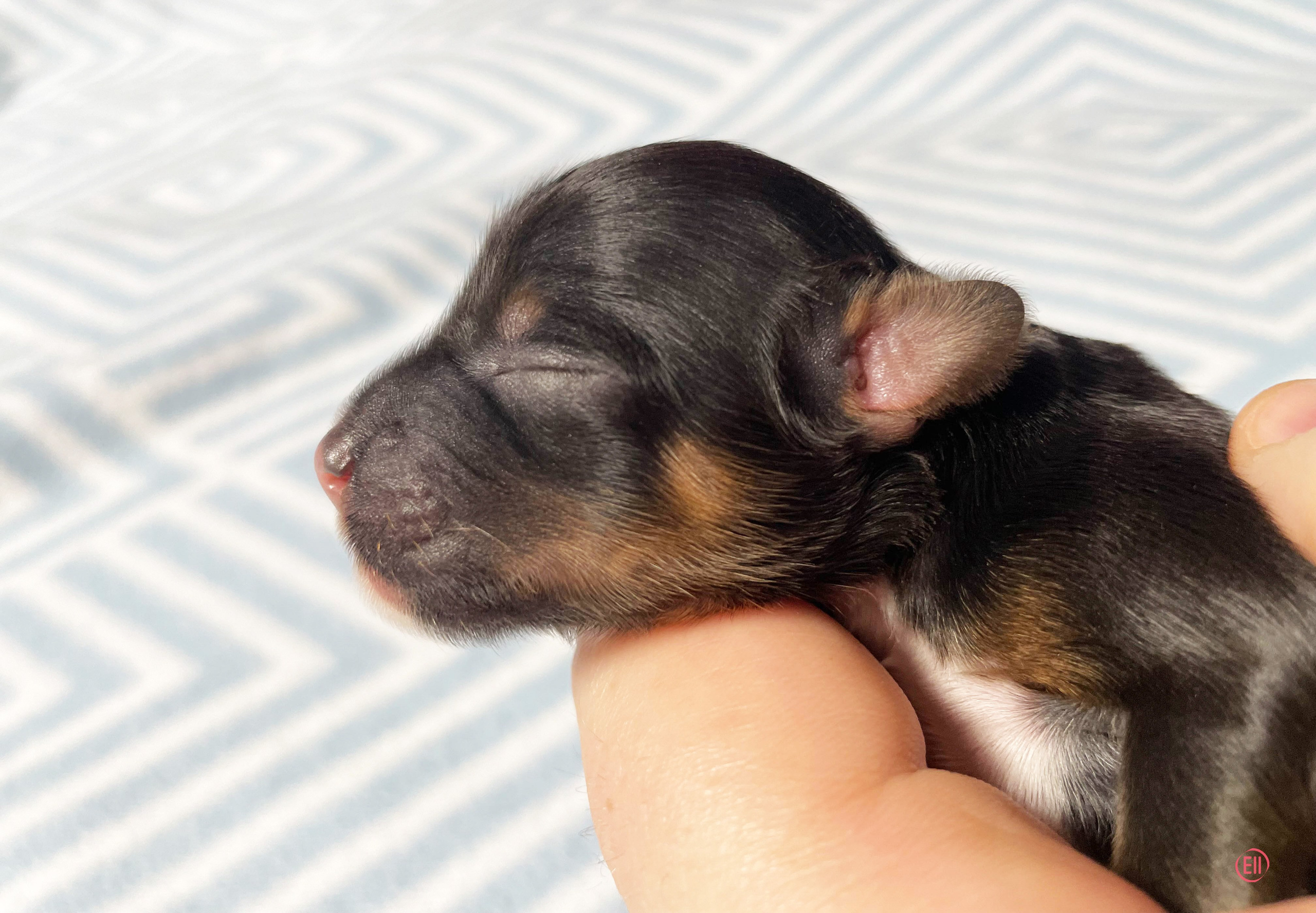 Помёт G. Питомник китайских хохлатых собак Poale Ell: купить щенка