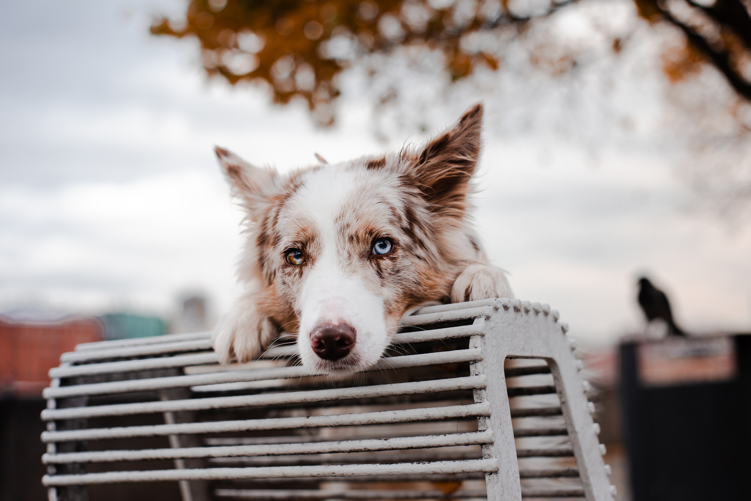 Фотограф-анималист Мария Баркевич | Москва