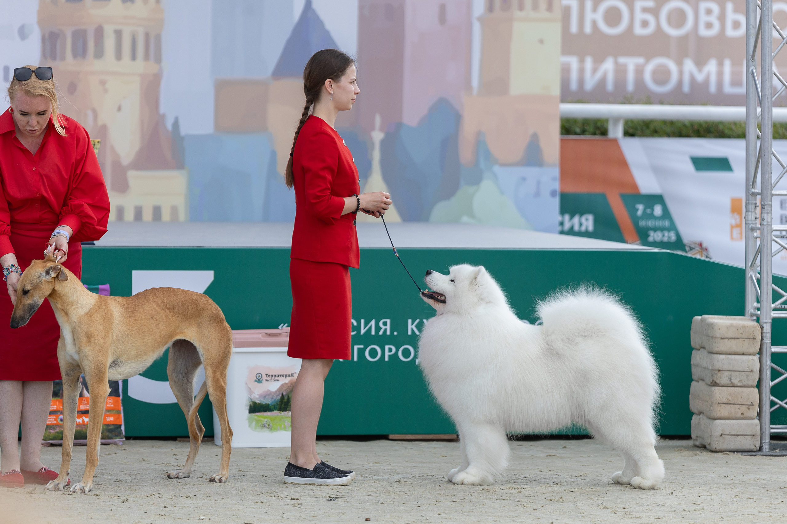 Россия 2025. Купить щенка Вельш-корги-кардиган в семейном питомнике — Ice Fantasy