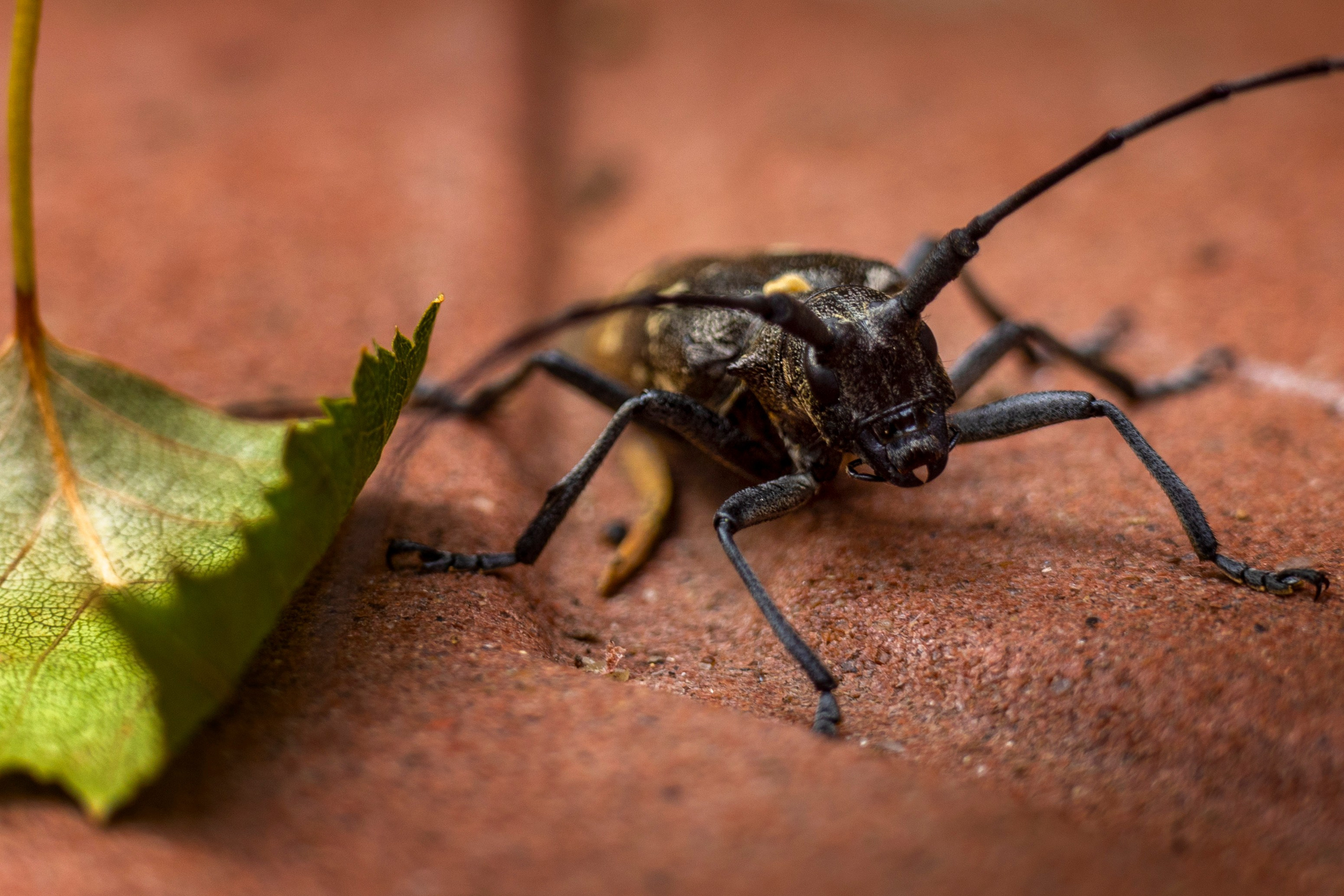 Жук-усач сосновый