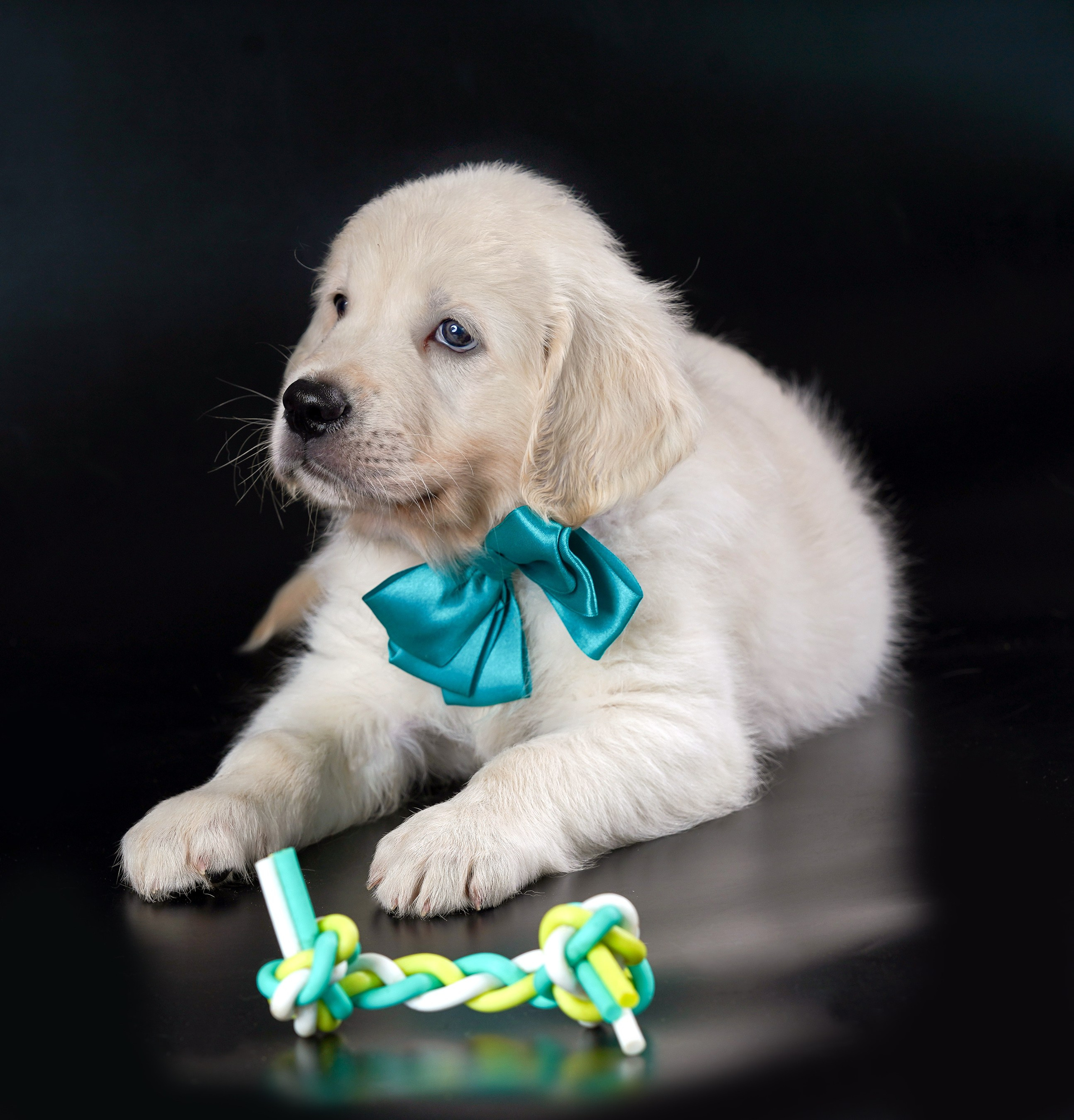 съемка собак, съемка щенков , съемка собак для авито, съемка щенков для авито, грумминг, фотограф животных. фотограф собак,