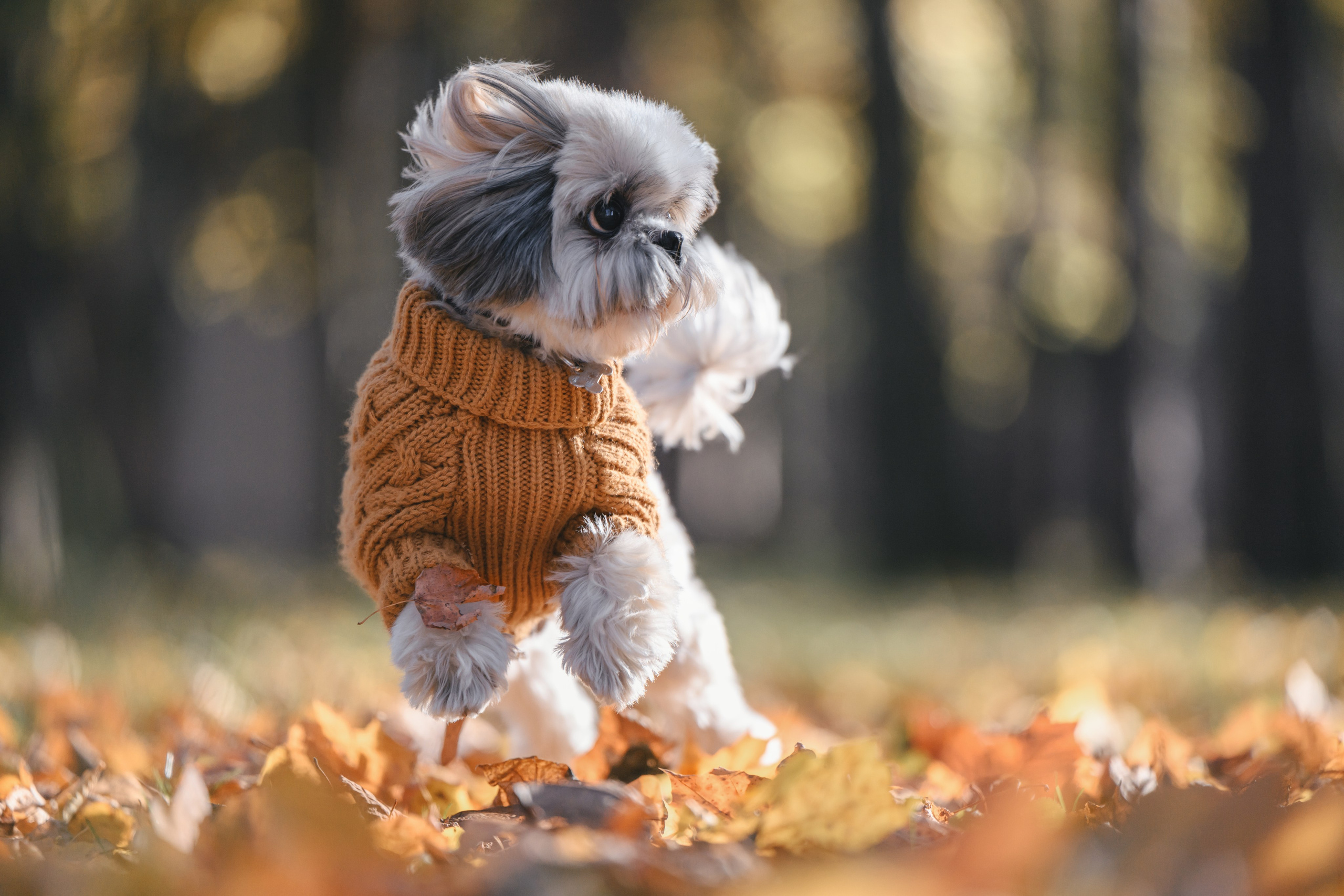 Фотограф Анималист в Москве Анастасия Жучкова