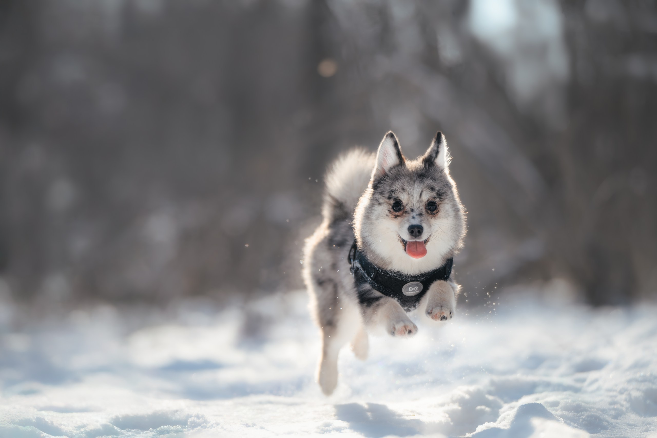 Фотограф Анималист в Москве Анастасия Жучкова