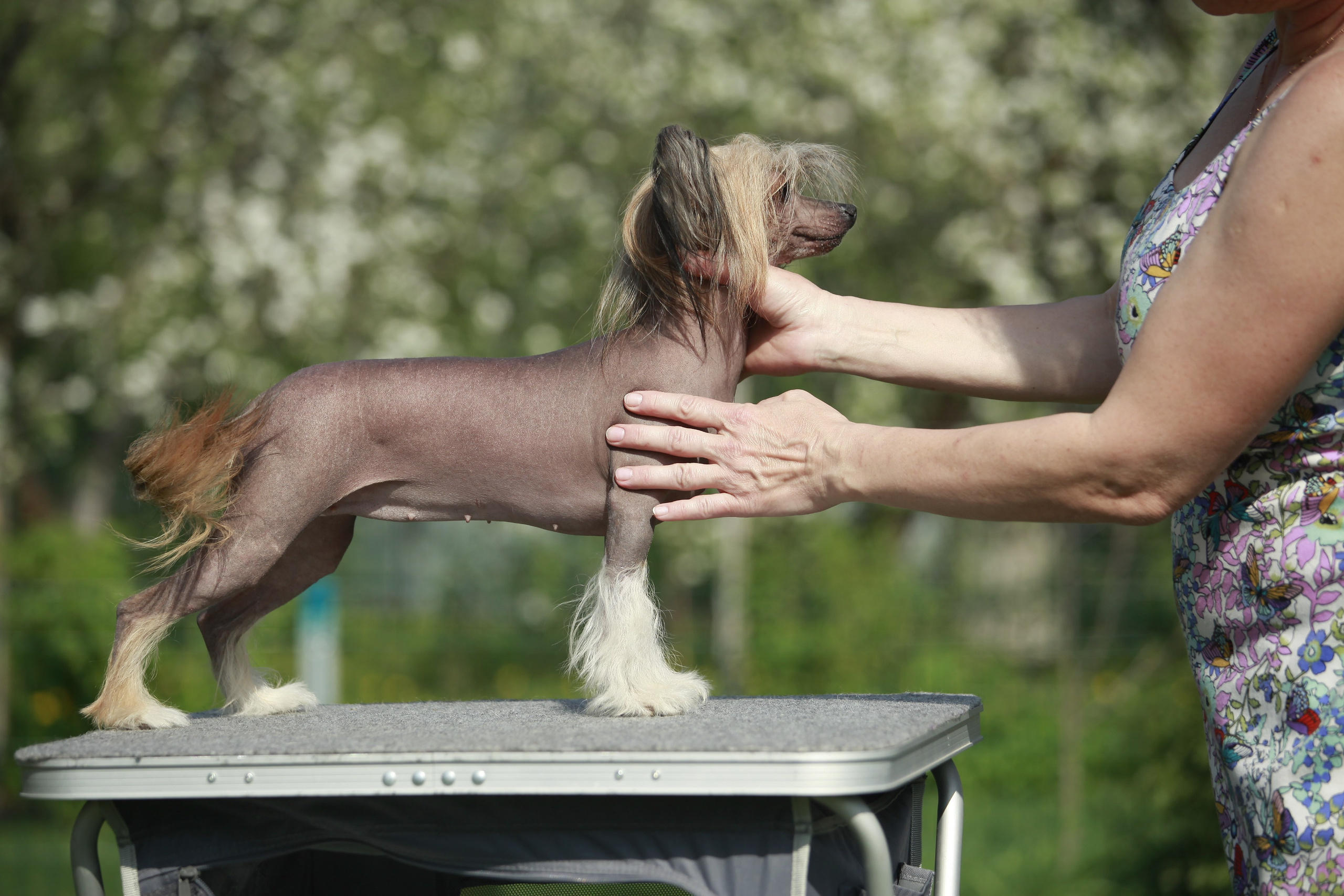 Poale Ell Clare. Chinese Crested Dog Kennel Poale Ell