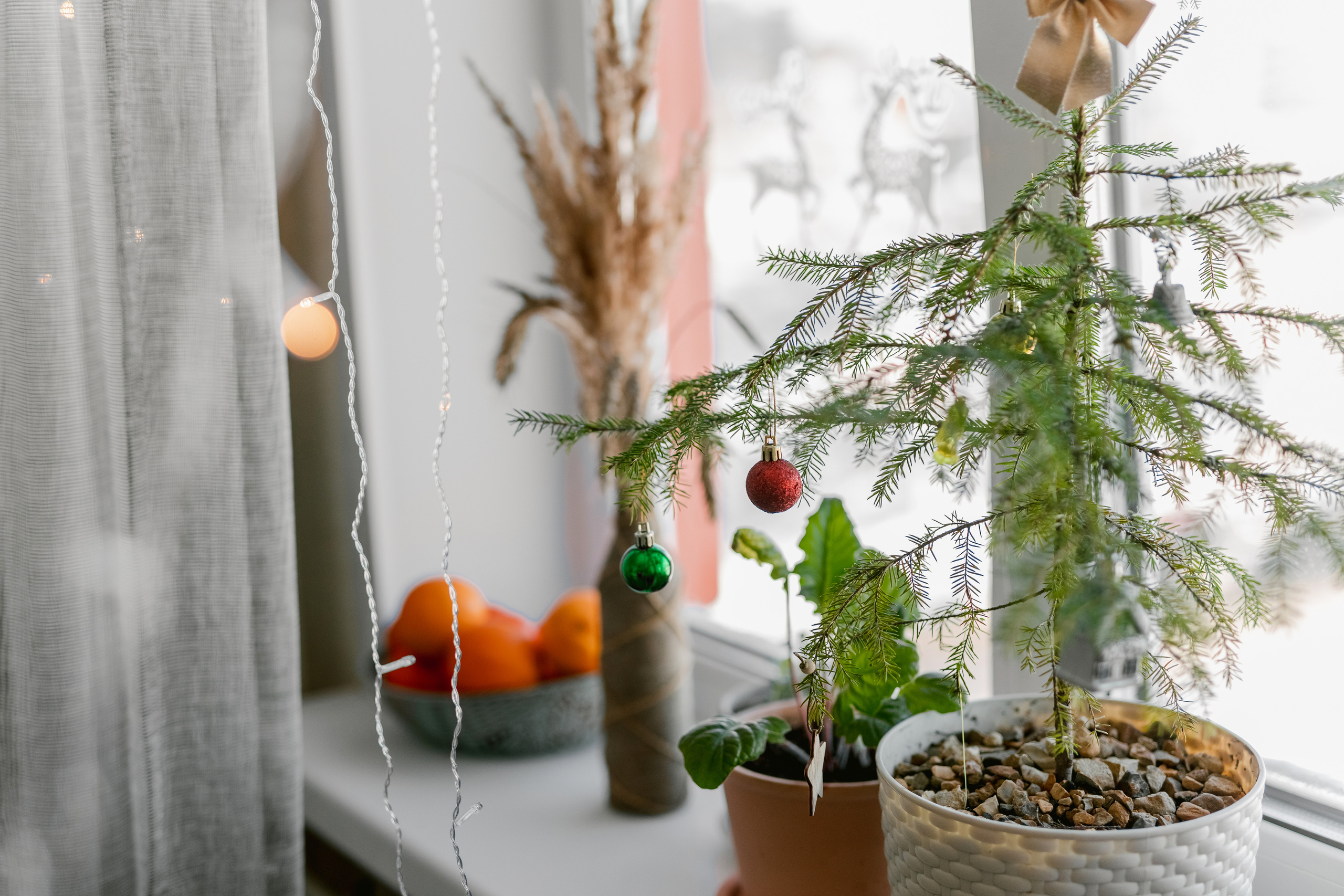 Имбирное. Семейный и детский фотограф |Брянск| Анастасия Перепелкина