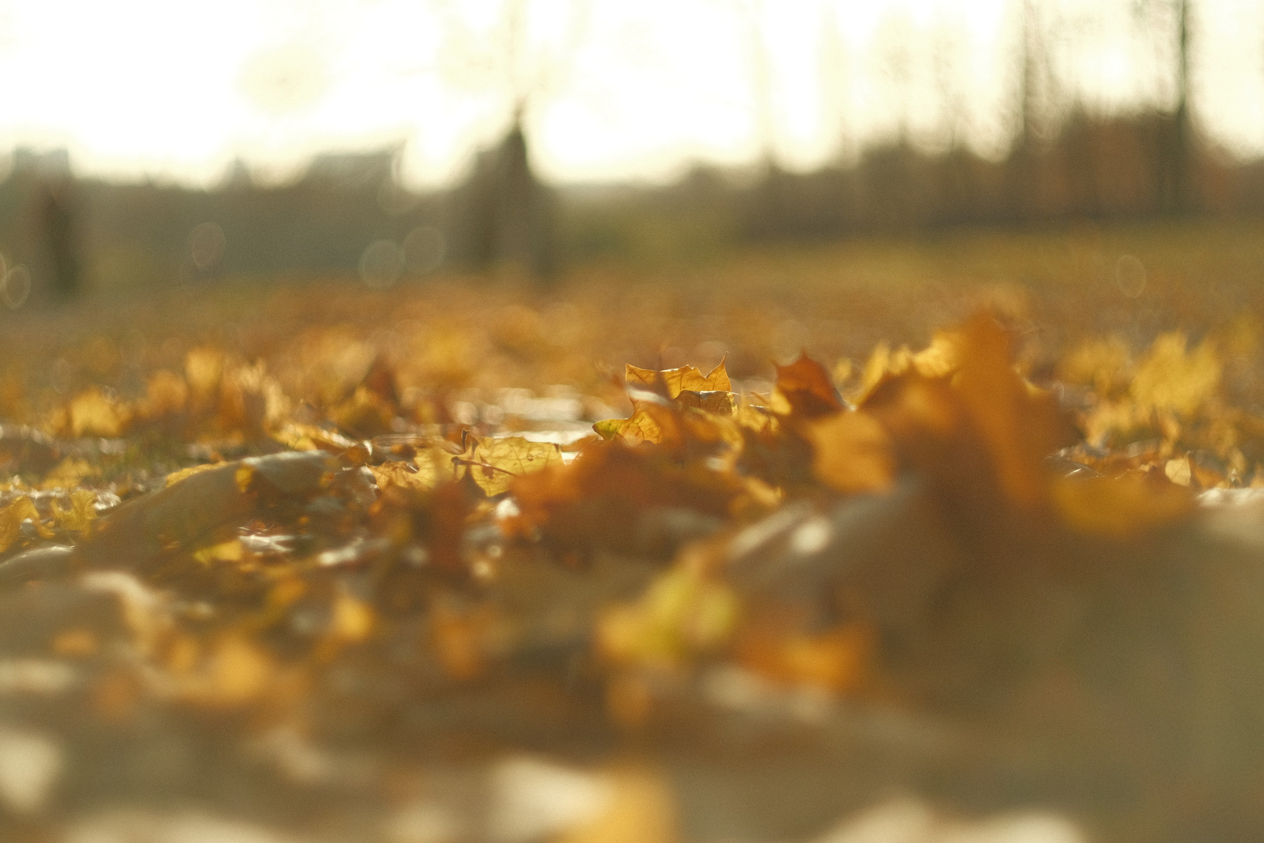 Коломенское, осень, объектив Гелиос 77м4. Фотограф в Москве Максим Скоробогатов