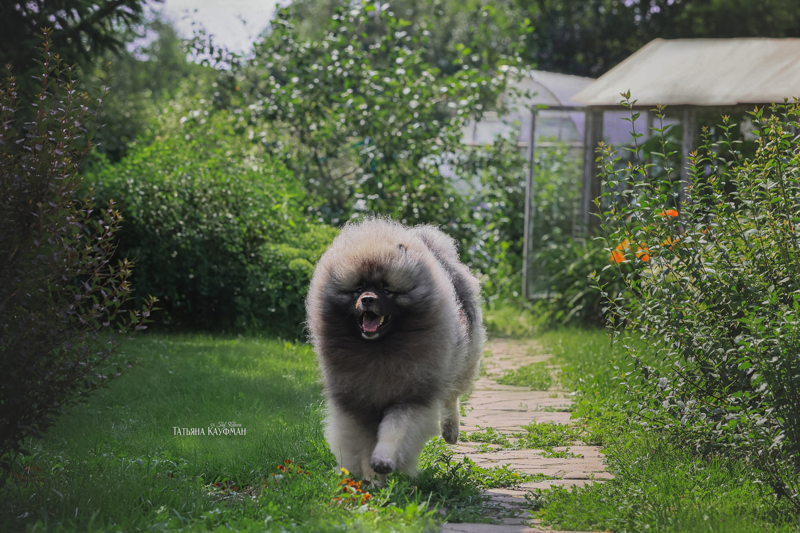 Вольф шпиц, кеесхонд, фотография шпица, красивая собака, фотограф анималист, фотокурс Анималистика, научиться фотографировать собак, фотограф Новосибирск