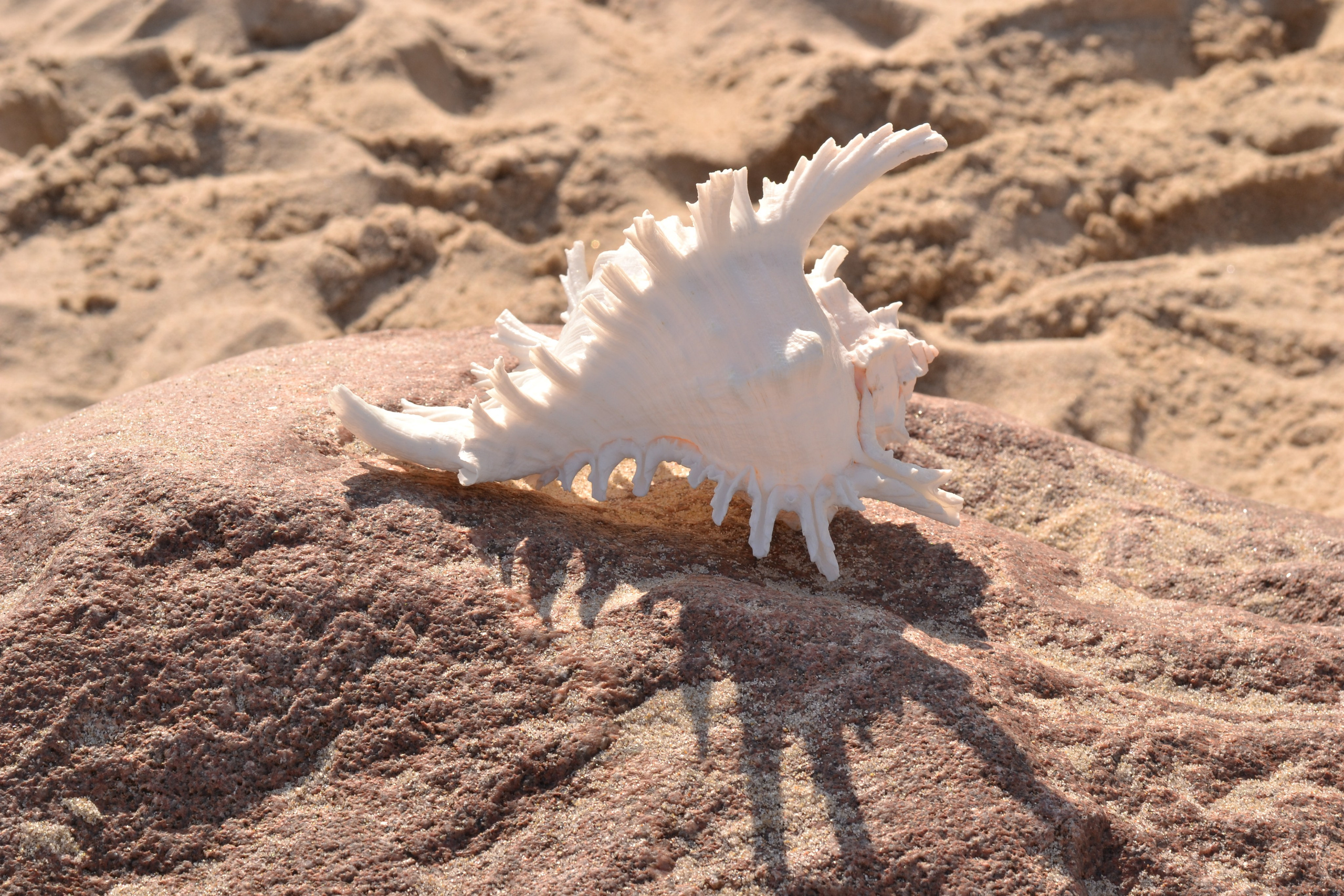 Семейный и детский фотограф в Калининграде Светлана Шураева