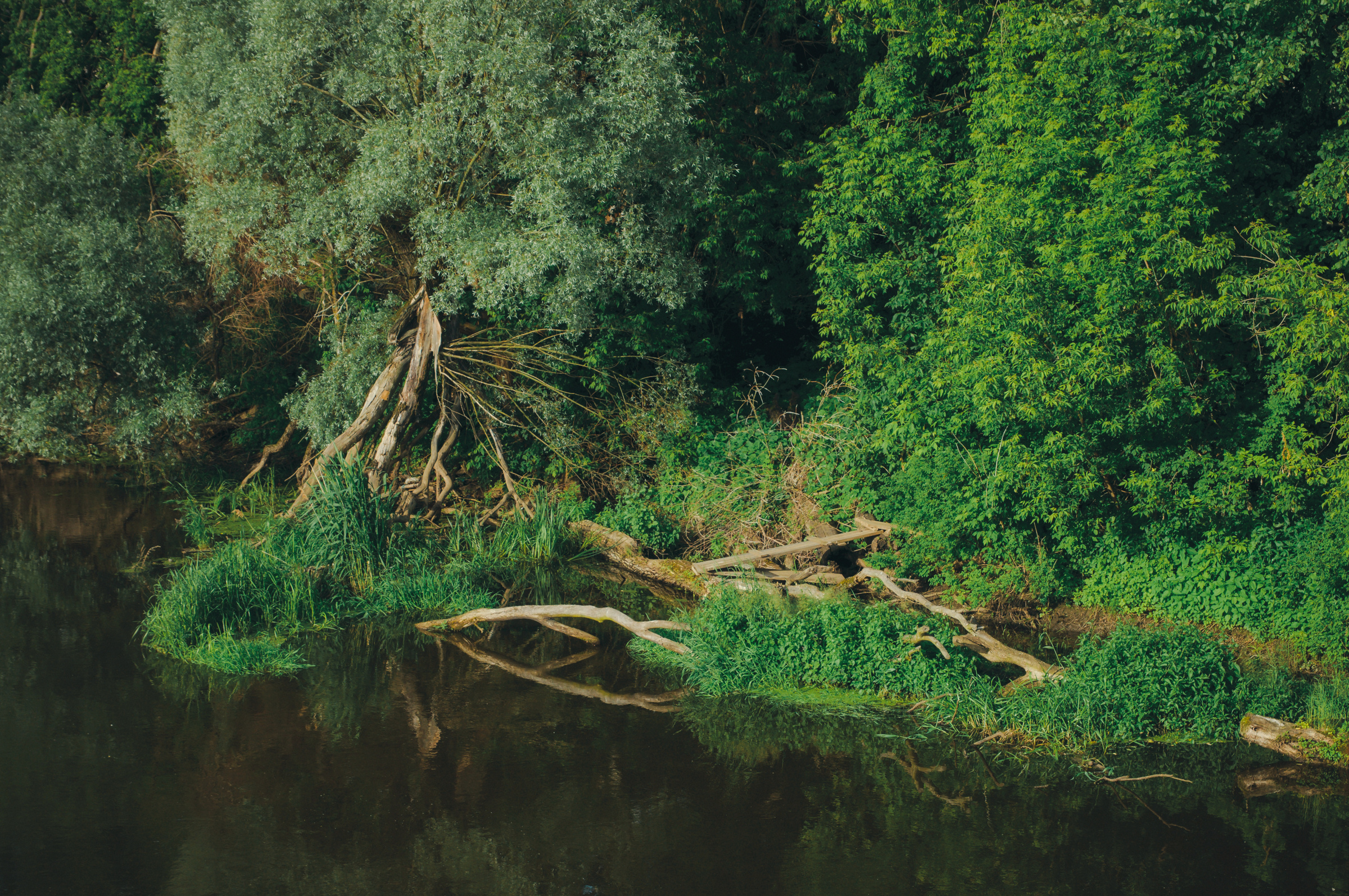 Ксения & Антон. Видеограф и фотограф на свадьбу в Москве