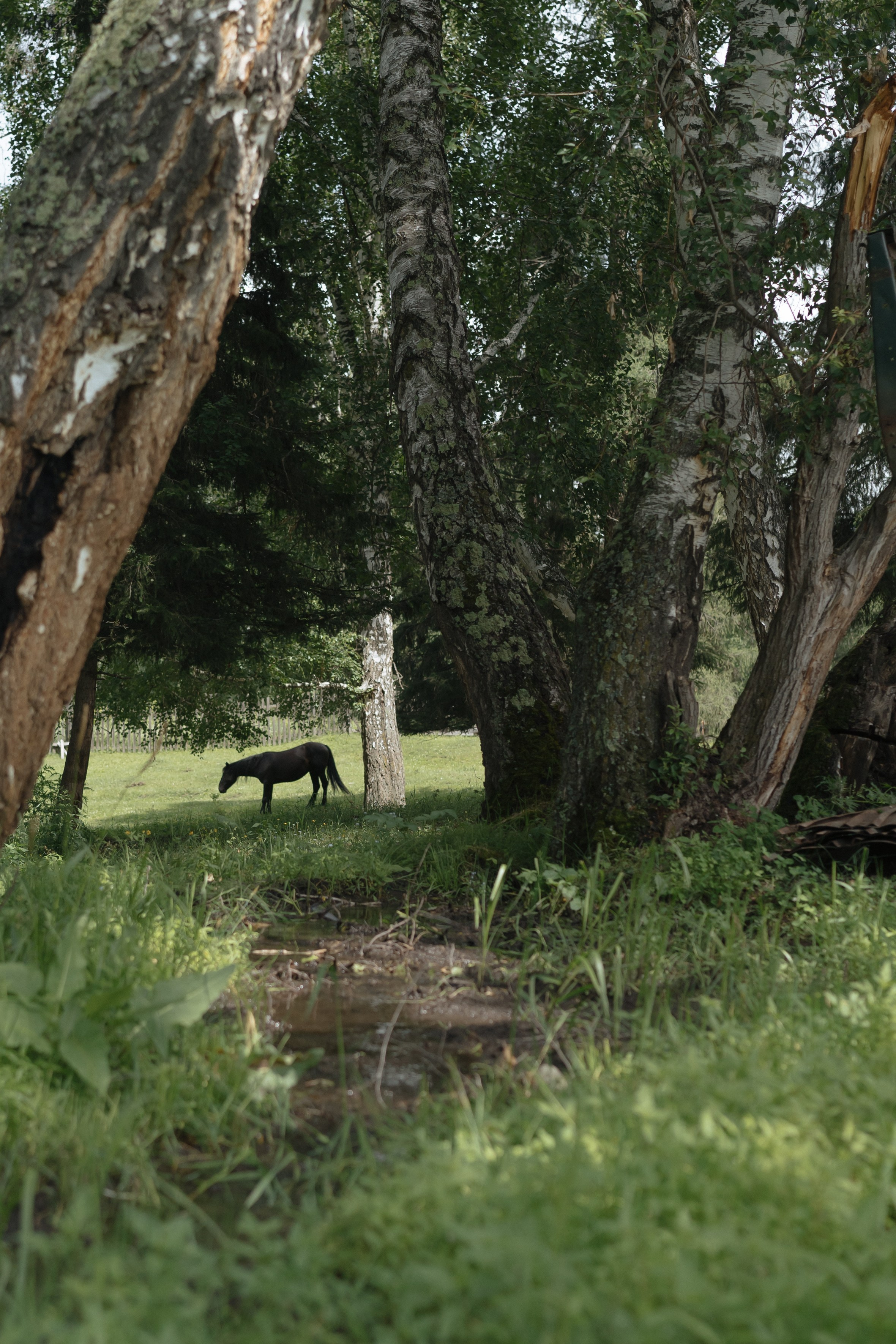 Алтай 2025. Лиза Фирстова