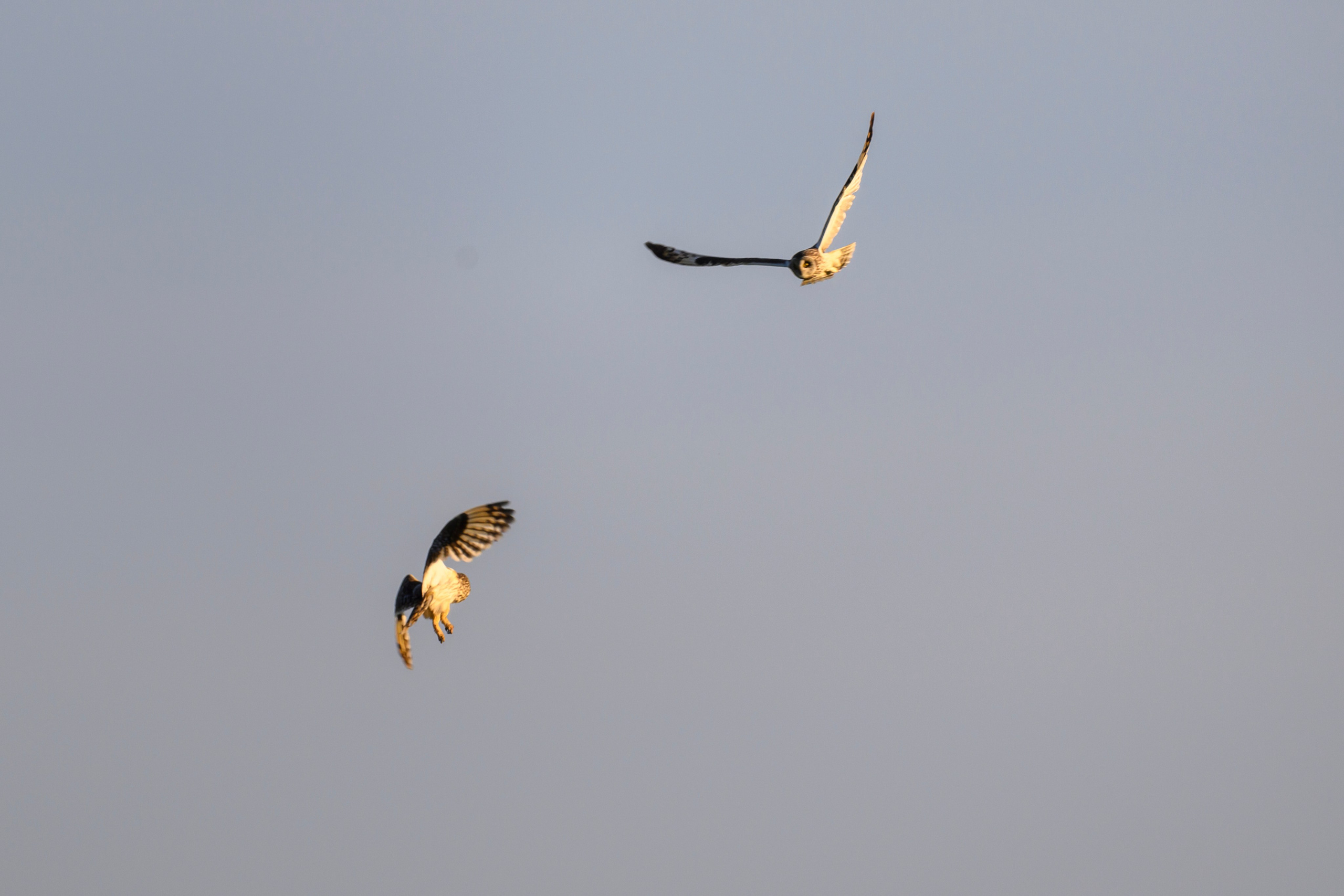Битва сов и кормление совят. The Owl Battle and Feeding the Nestlings. Фотограф Сергей Пупонин