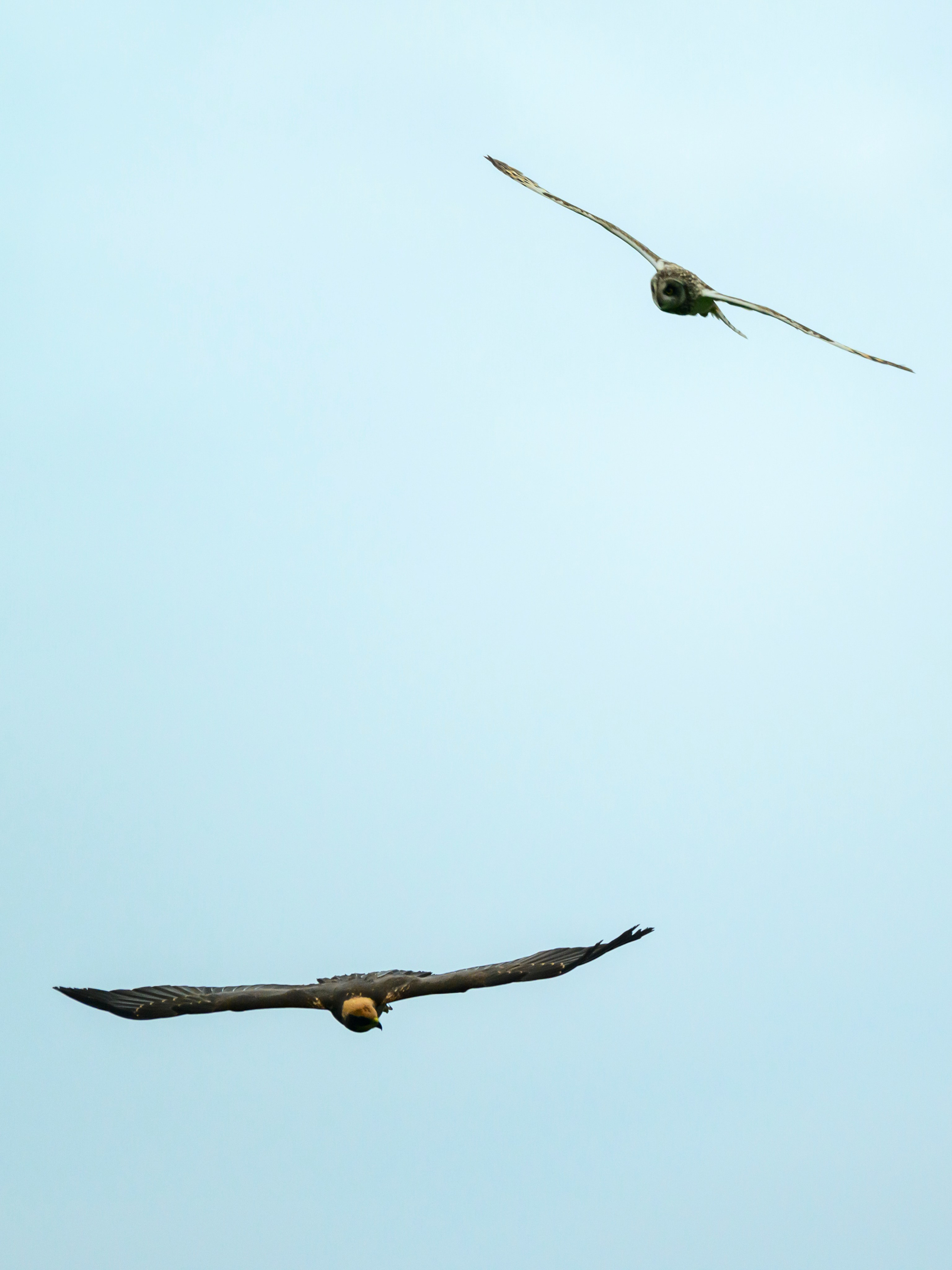 Сова и лунь. The Owl and the Harrier. Wildlife photography by Sergey Puponin