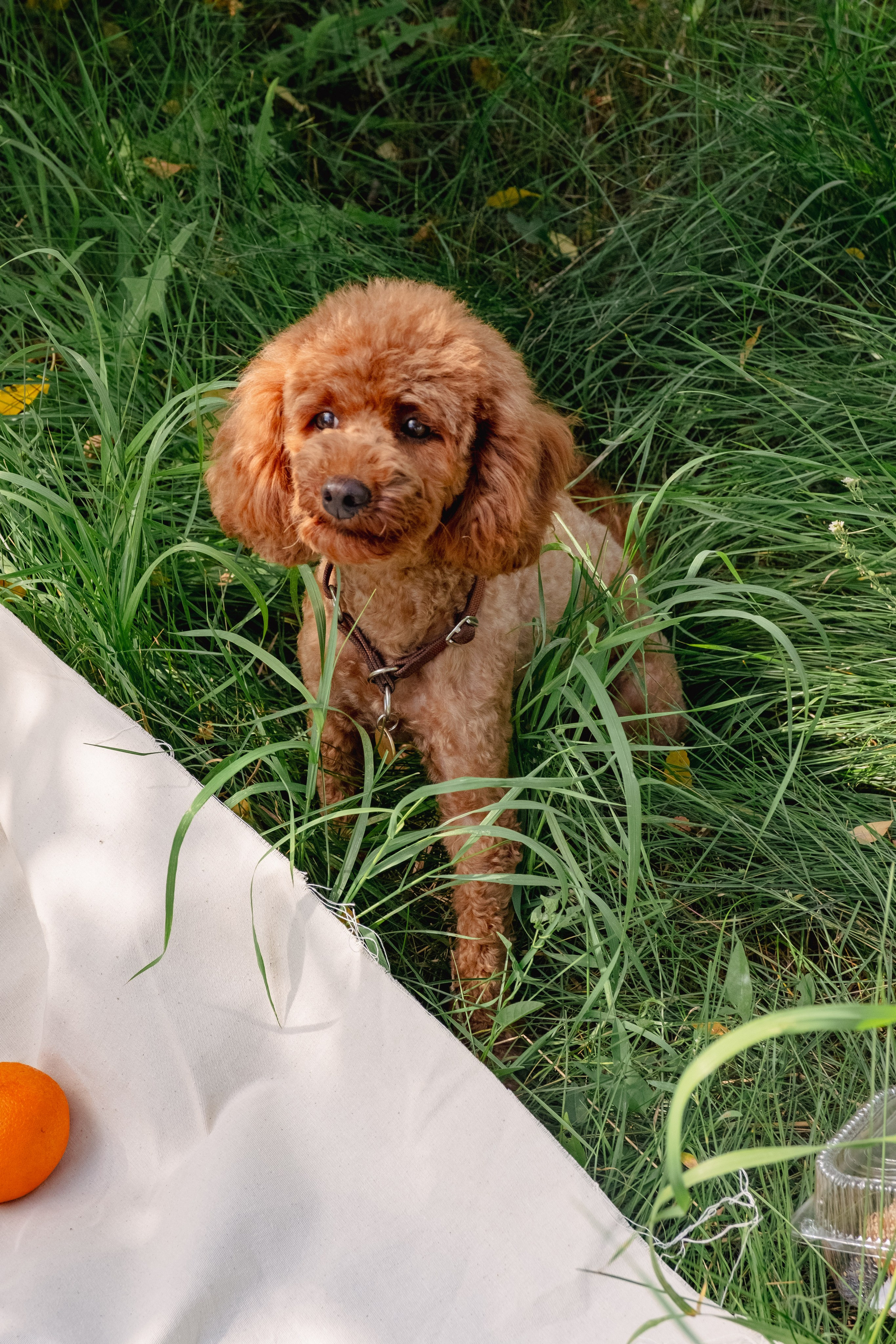 Итальянская красавица. Иванова Екатерина. Фотограф Омск