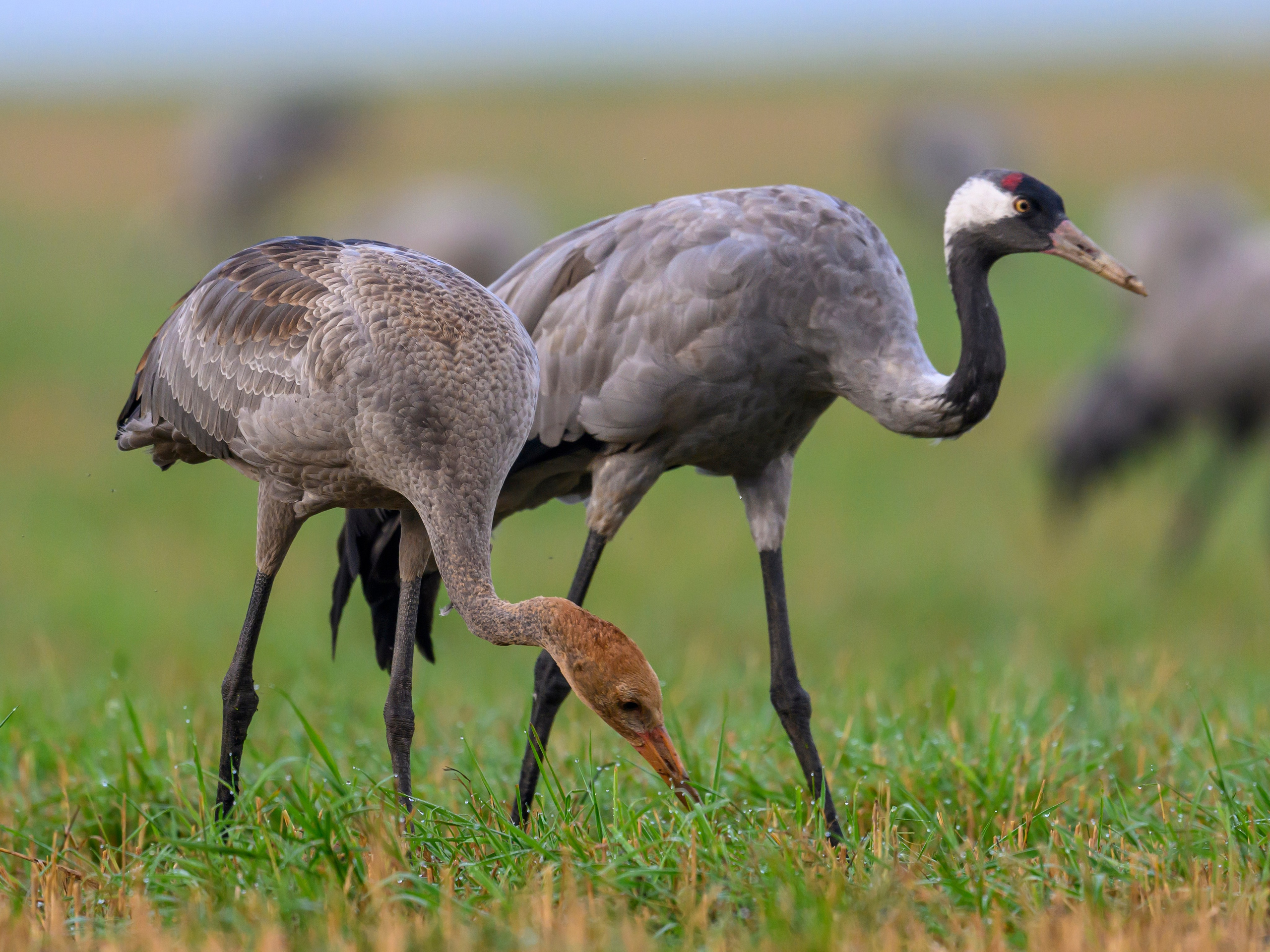 Журавли. Фотограф Сергей Пупонин