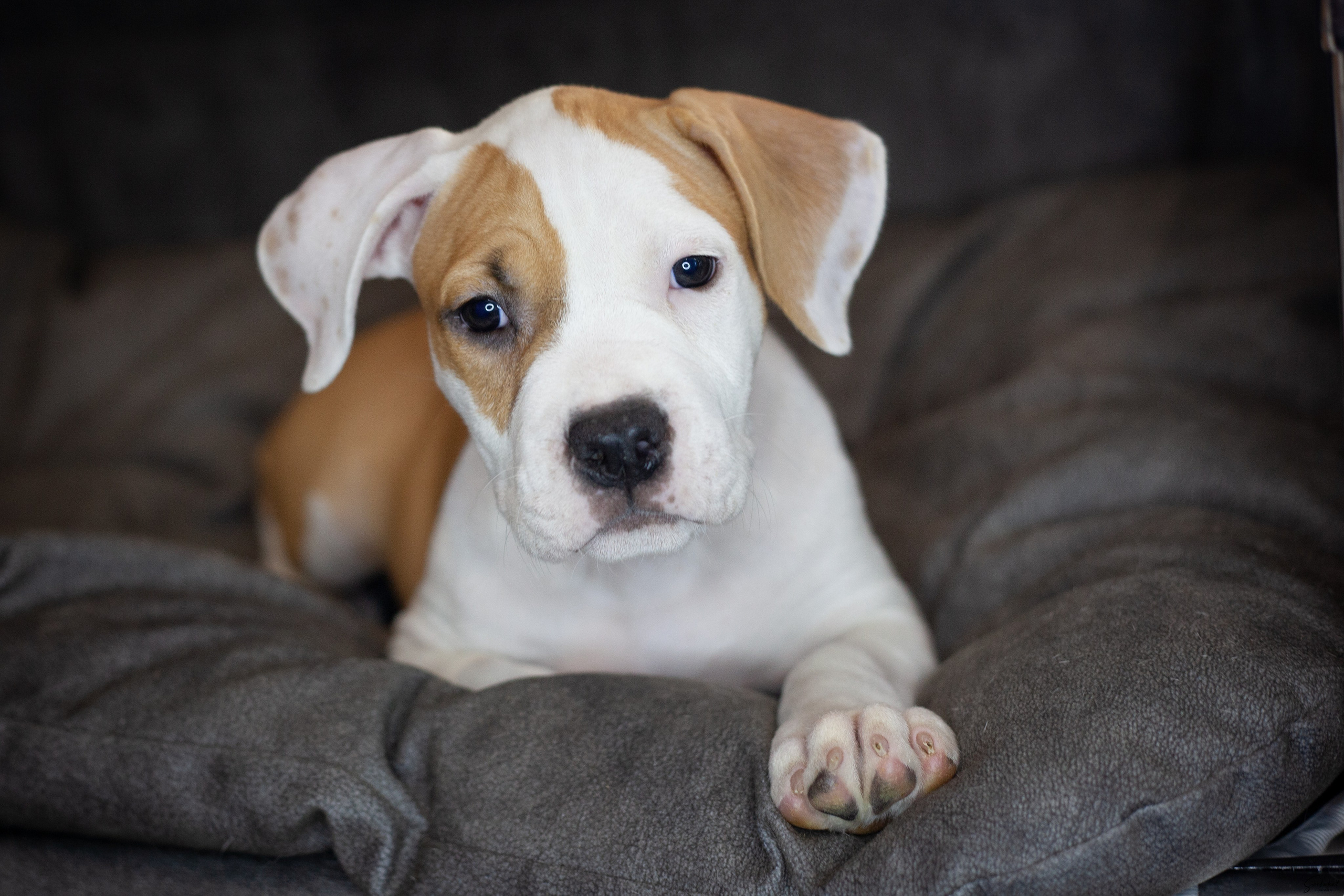 Щенки. Slavilada-Лапки. Свет. Любовь… Профессиональная фотосессия питомцев Для памяти, пристройства и продажи. Хабаровск