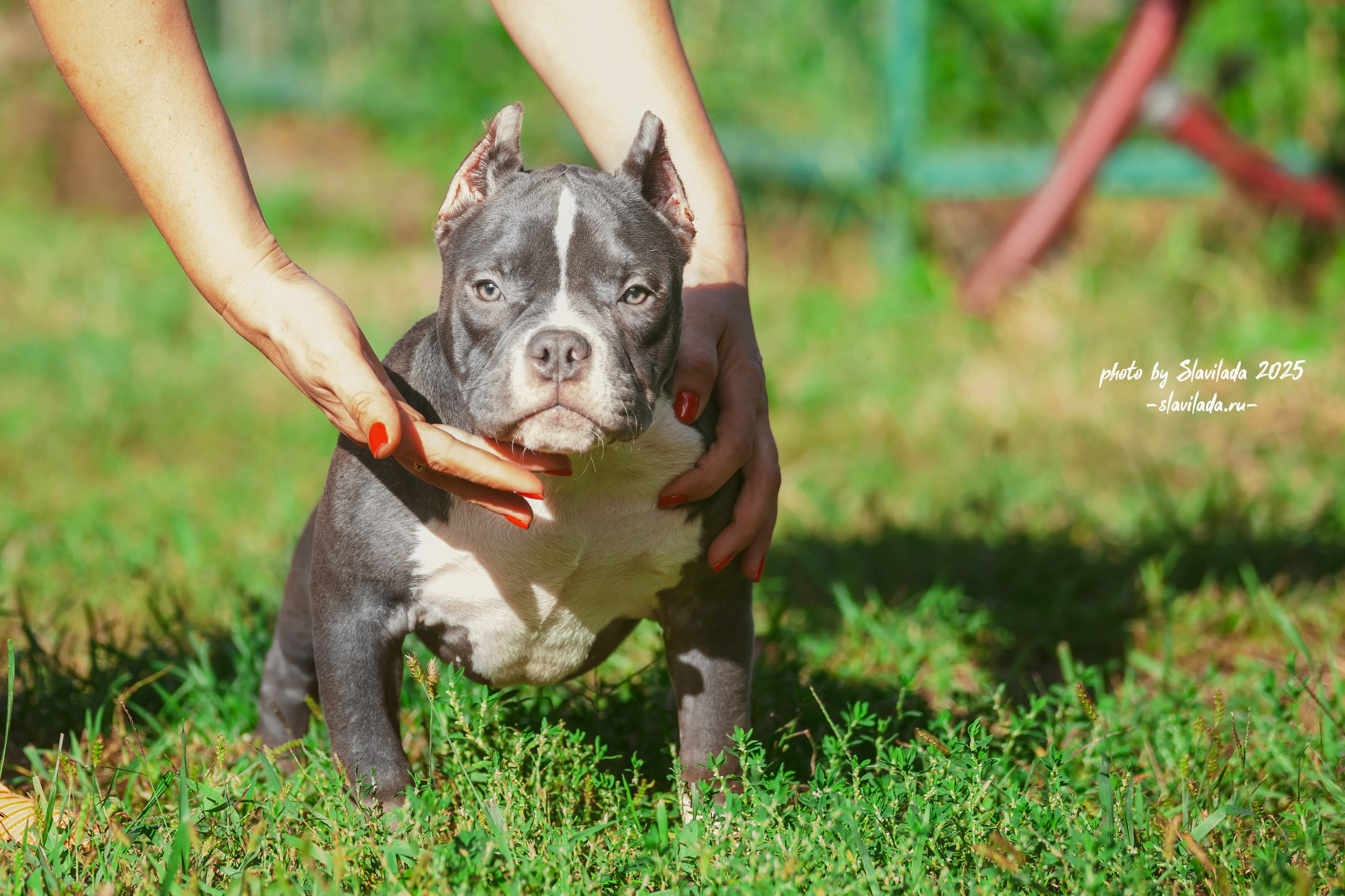 Американский булли. Slavilada-Лапки. Свет. Любовь… Профессиональная фотосессия питомцев Для памяти, пристройства и продажи. Хабаровск