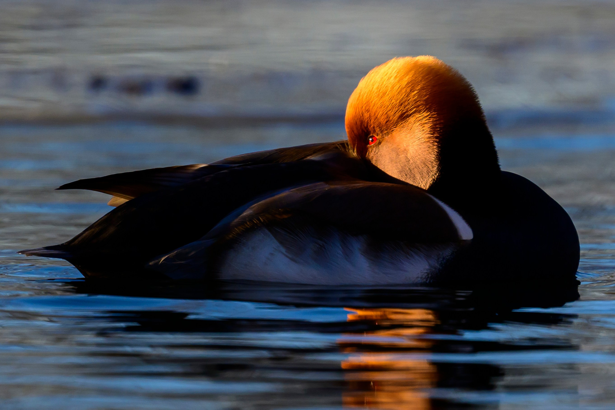 Нырки, пеганки, лебеди. Pochards, shelducks, swans. Wildlife photography by Sergey Puponin