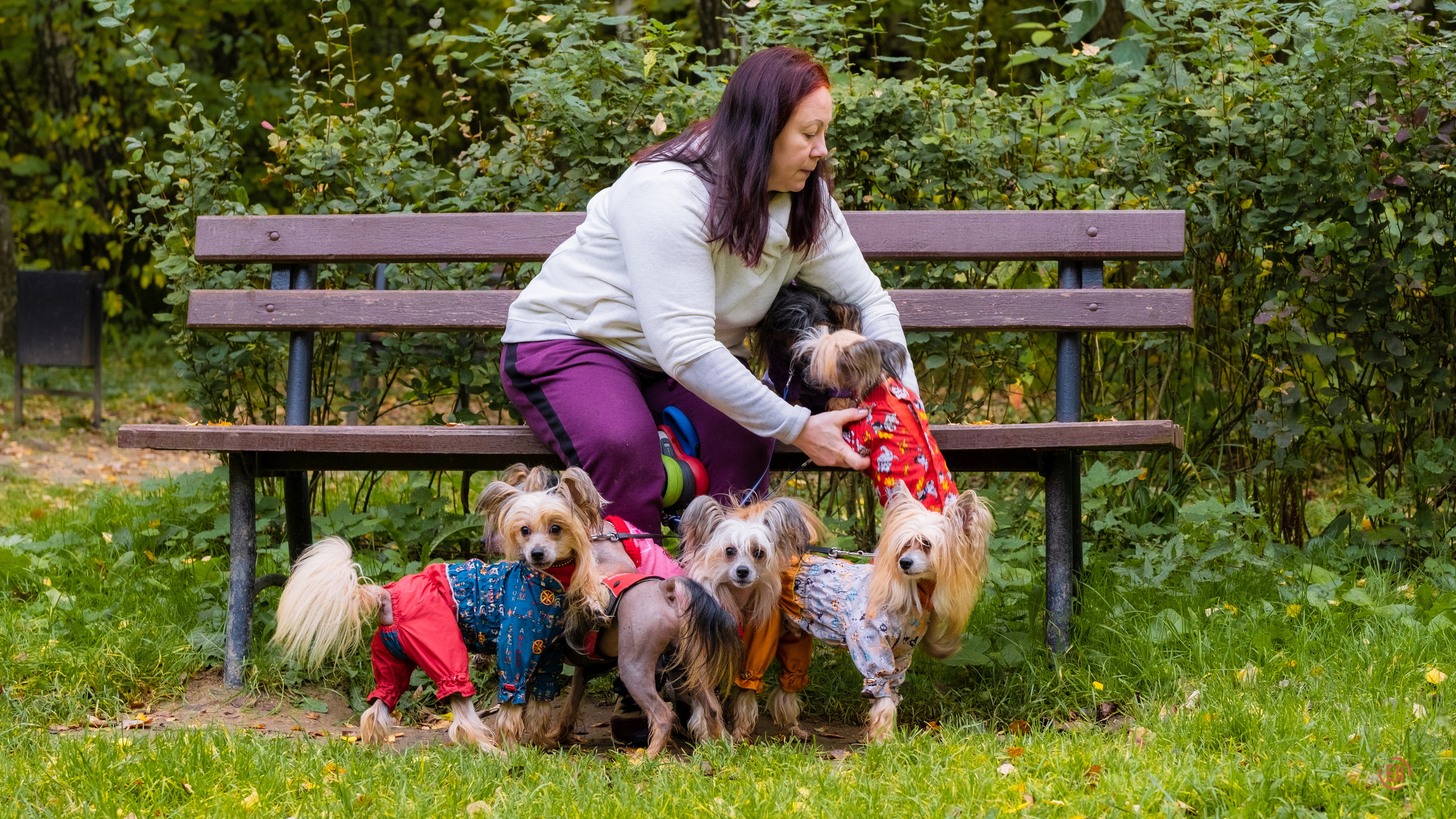 Morning walk in the park. Chinese Crested Dog Kennel Poale Ell