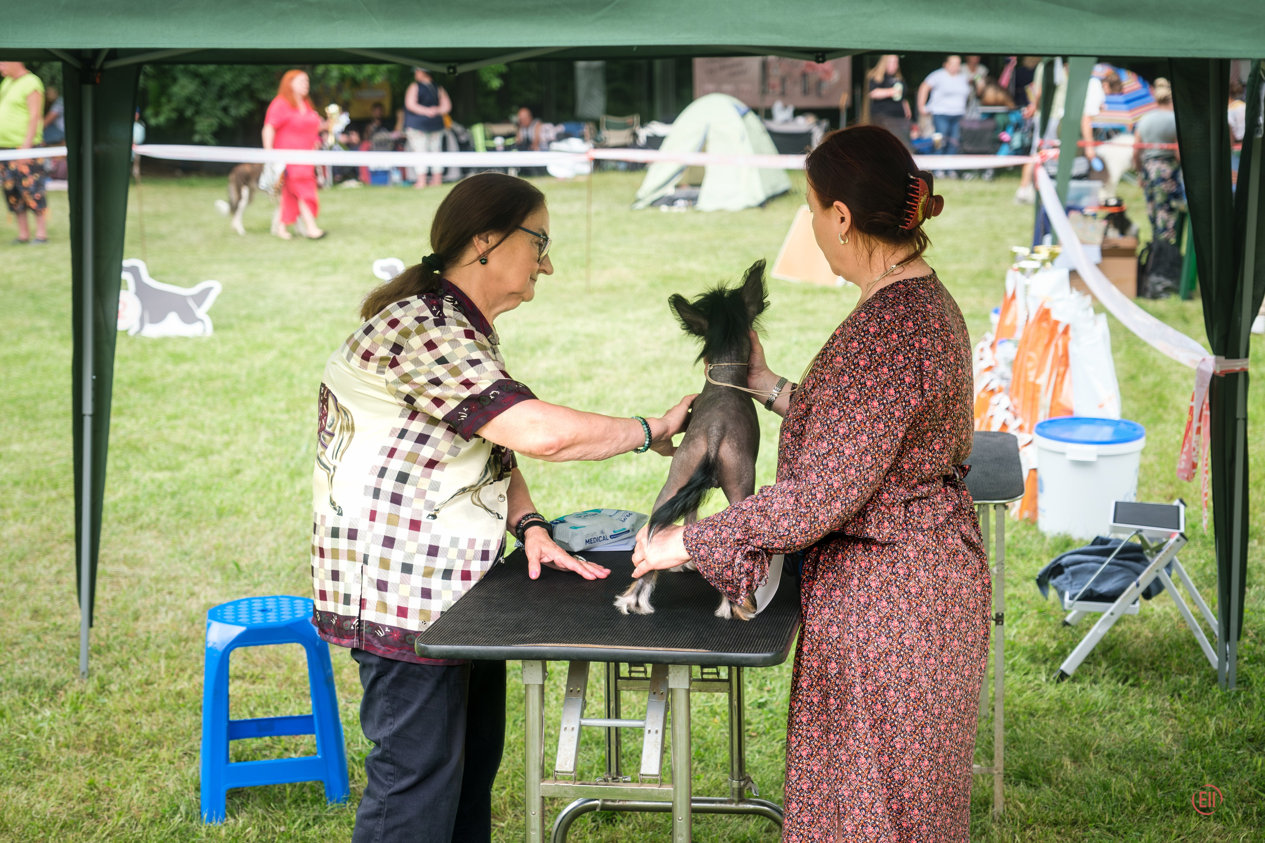 Vik’s first exhibition (Poale Ell Vik). Chinese Crested Dog Kennel Poale Ell