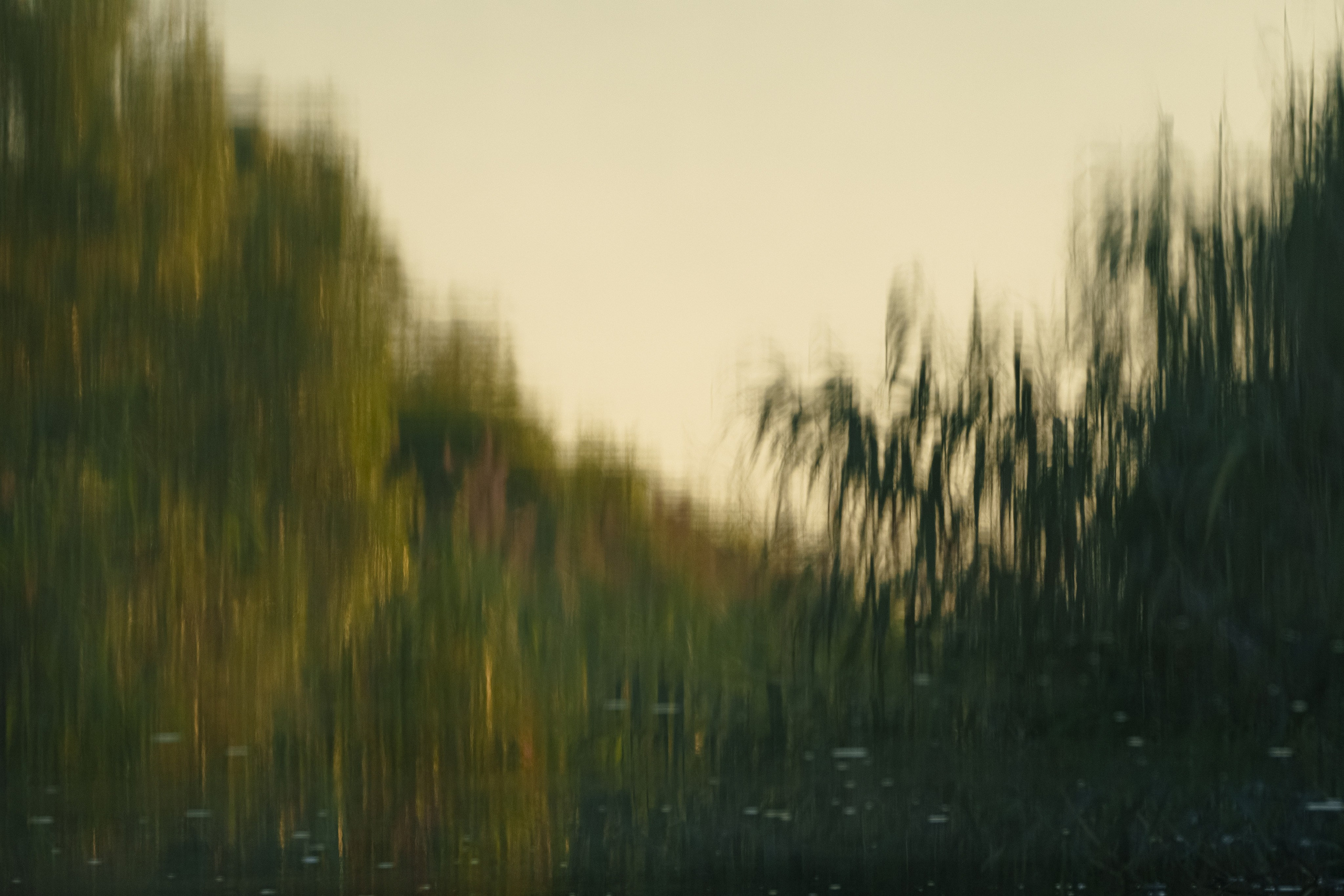 Золотые лотосы