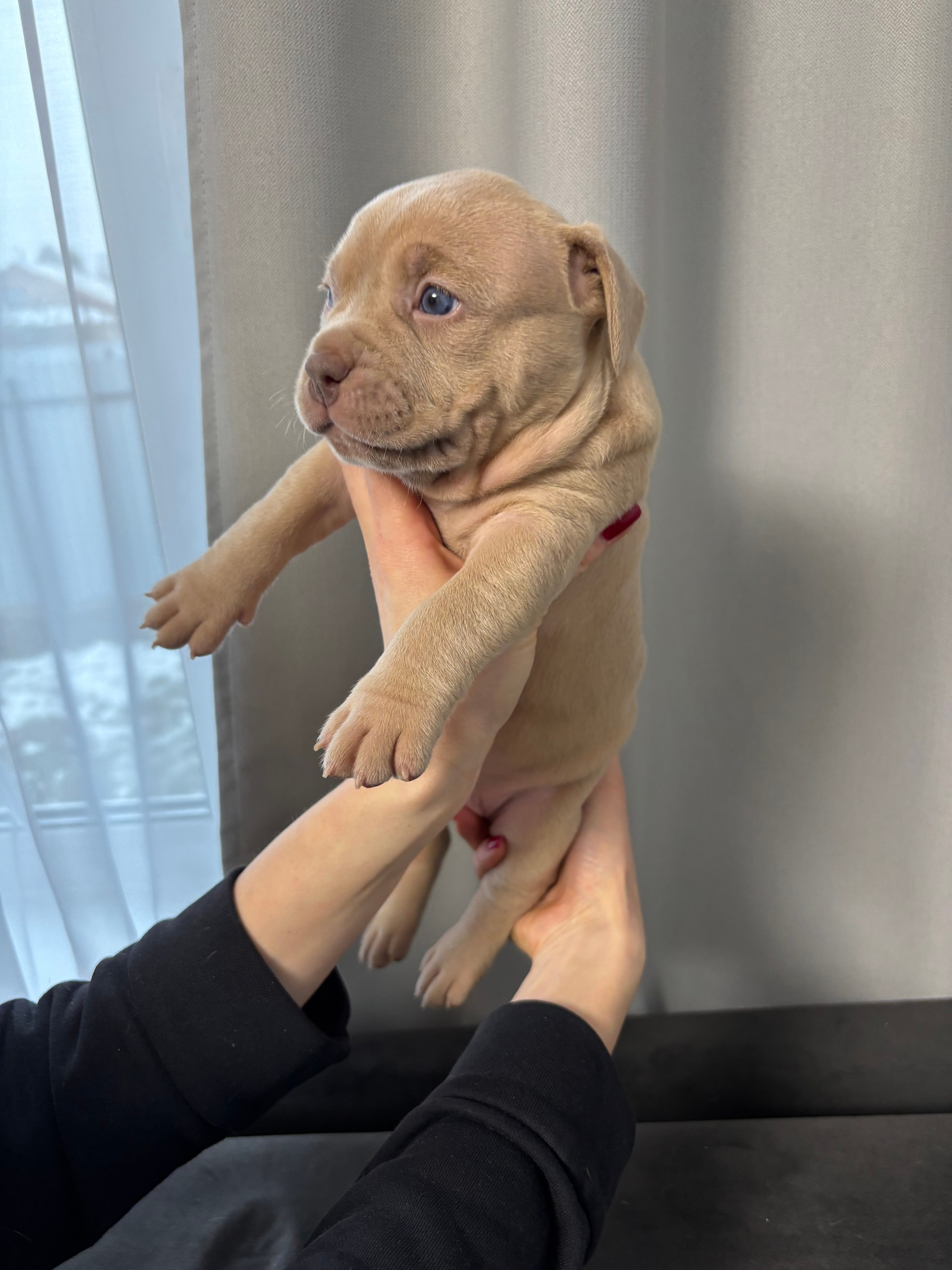 Помет Рич и Дося 04.02.25. Американский Булли в г. Ростов-на-Дону. Питомник THE POWER OF SIBERIA