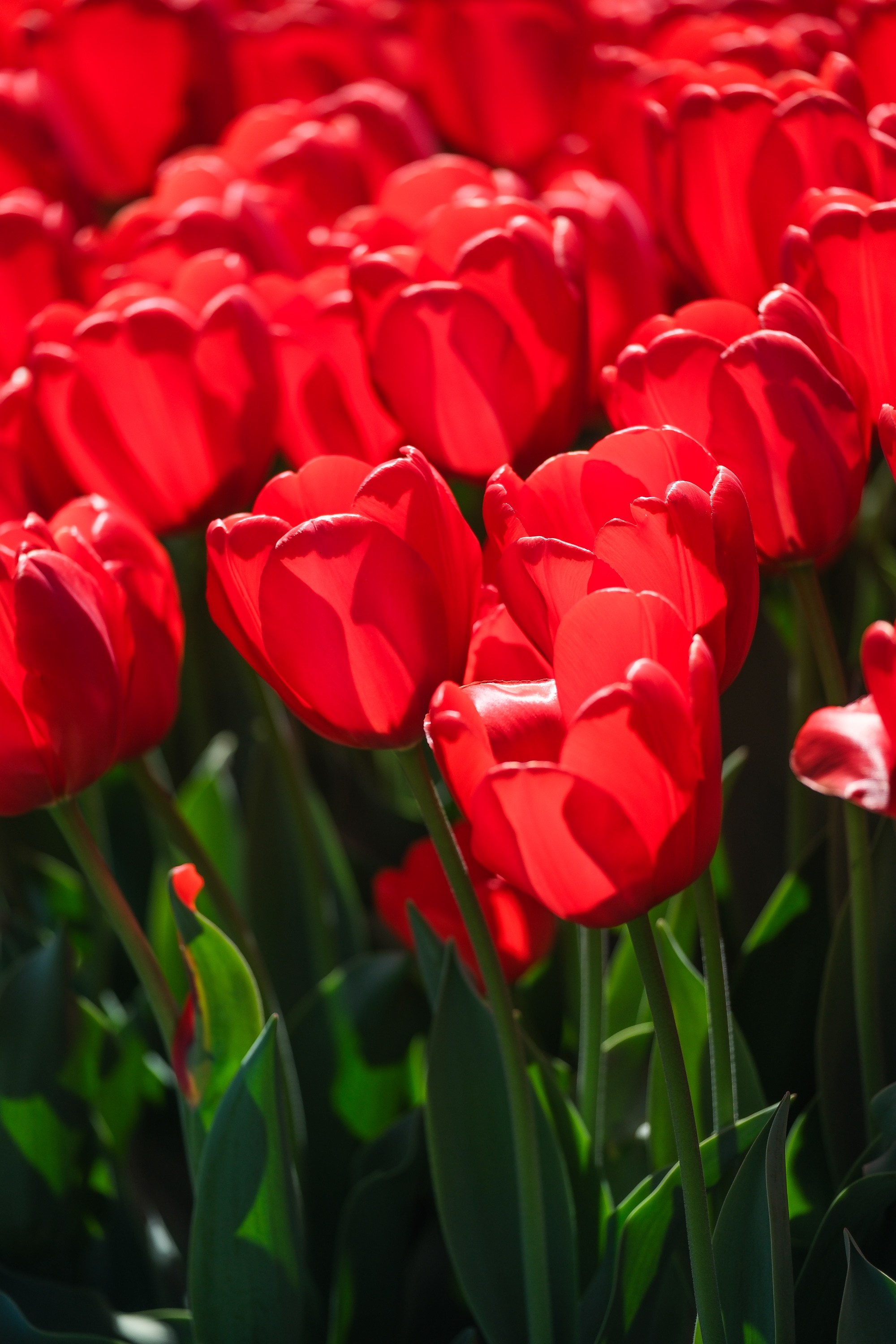 Балет. Интервью. Фотограф Анатолий Деникин