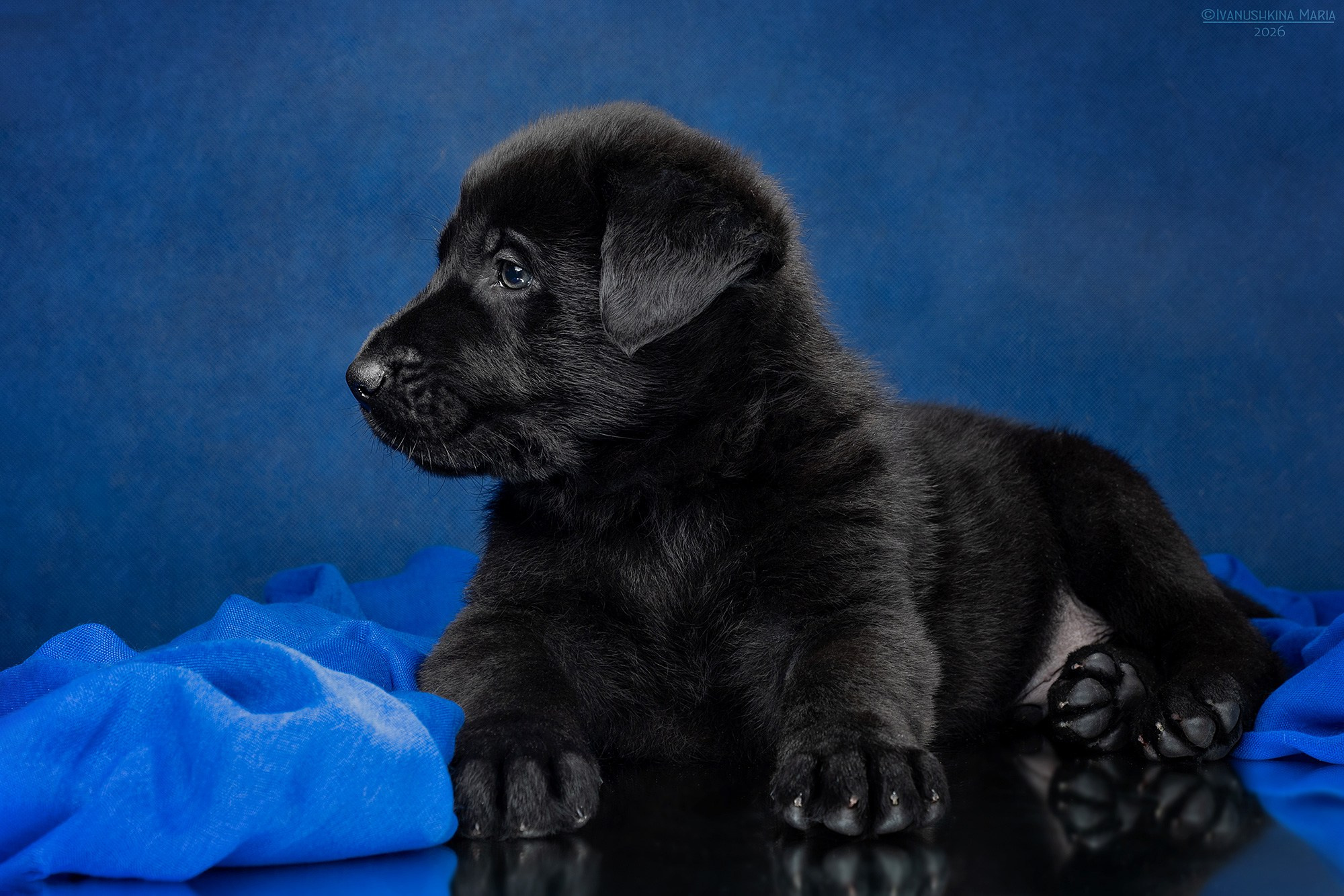 Фотосессия щенков на фонах. Фотограф собак в Москве и Московской области Иванушкина Мария
