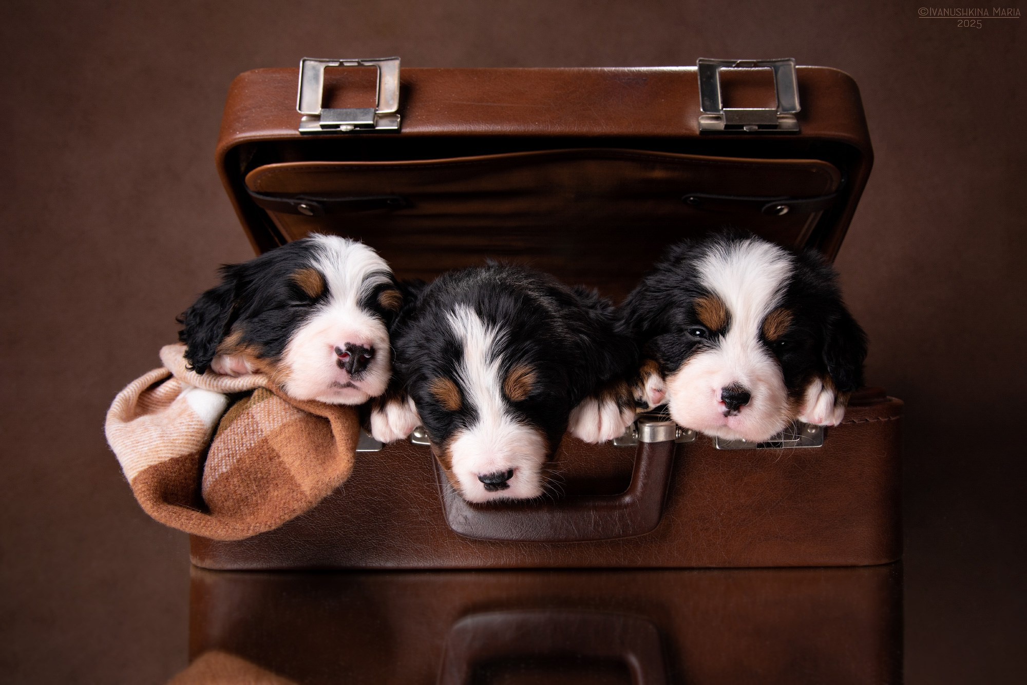 щенки в сундуке