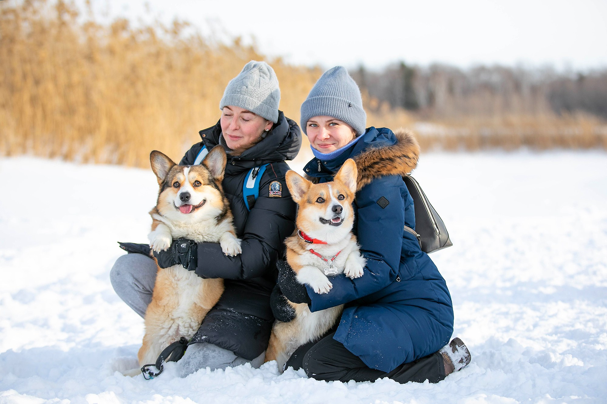 Корги-туса. Фотограф-анималист в Омске Екатерина Маричева